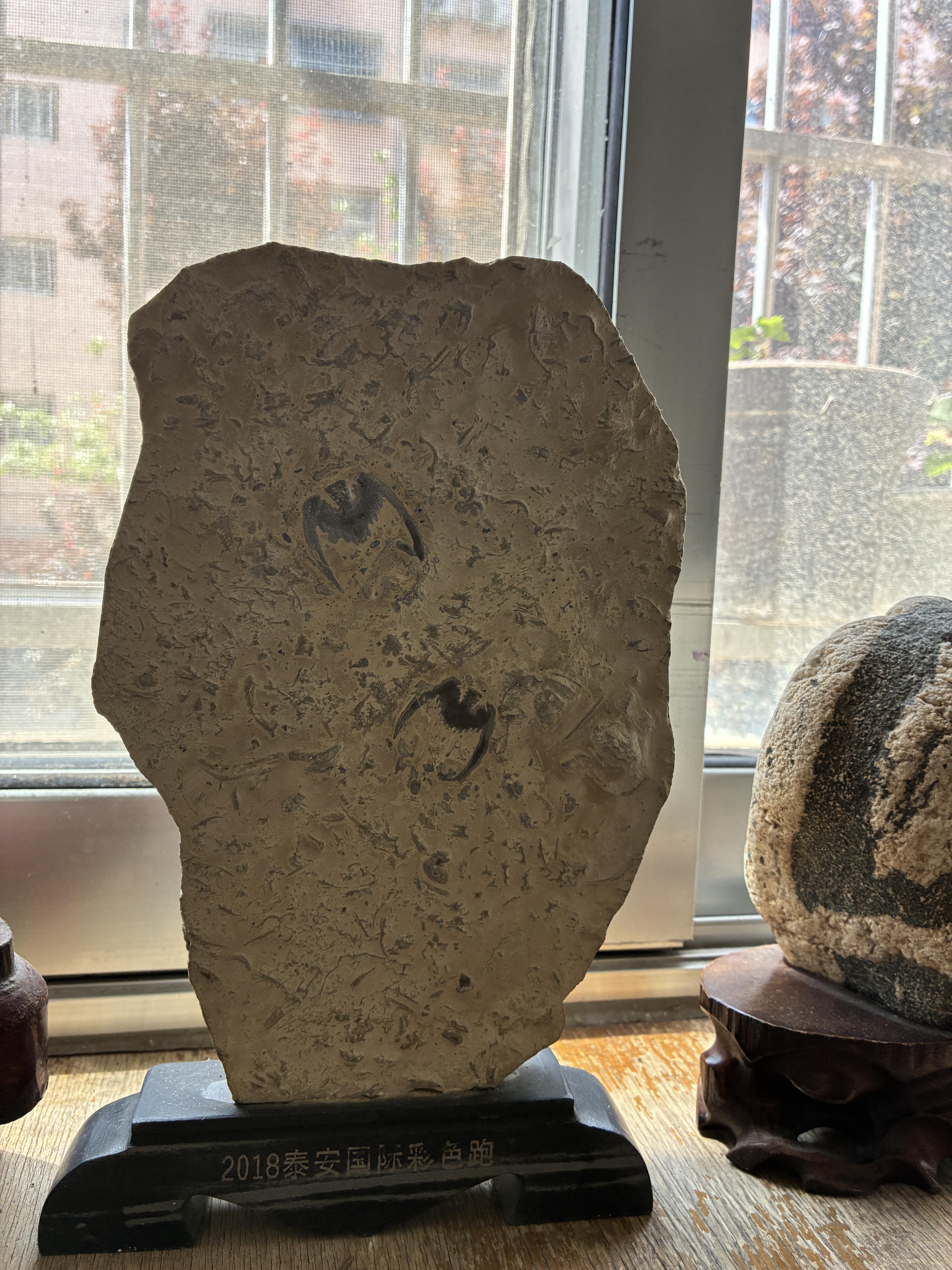 我的摄影日记 燕子石,学名三叶虫化石,因其化石虫体形如飞燕,故称