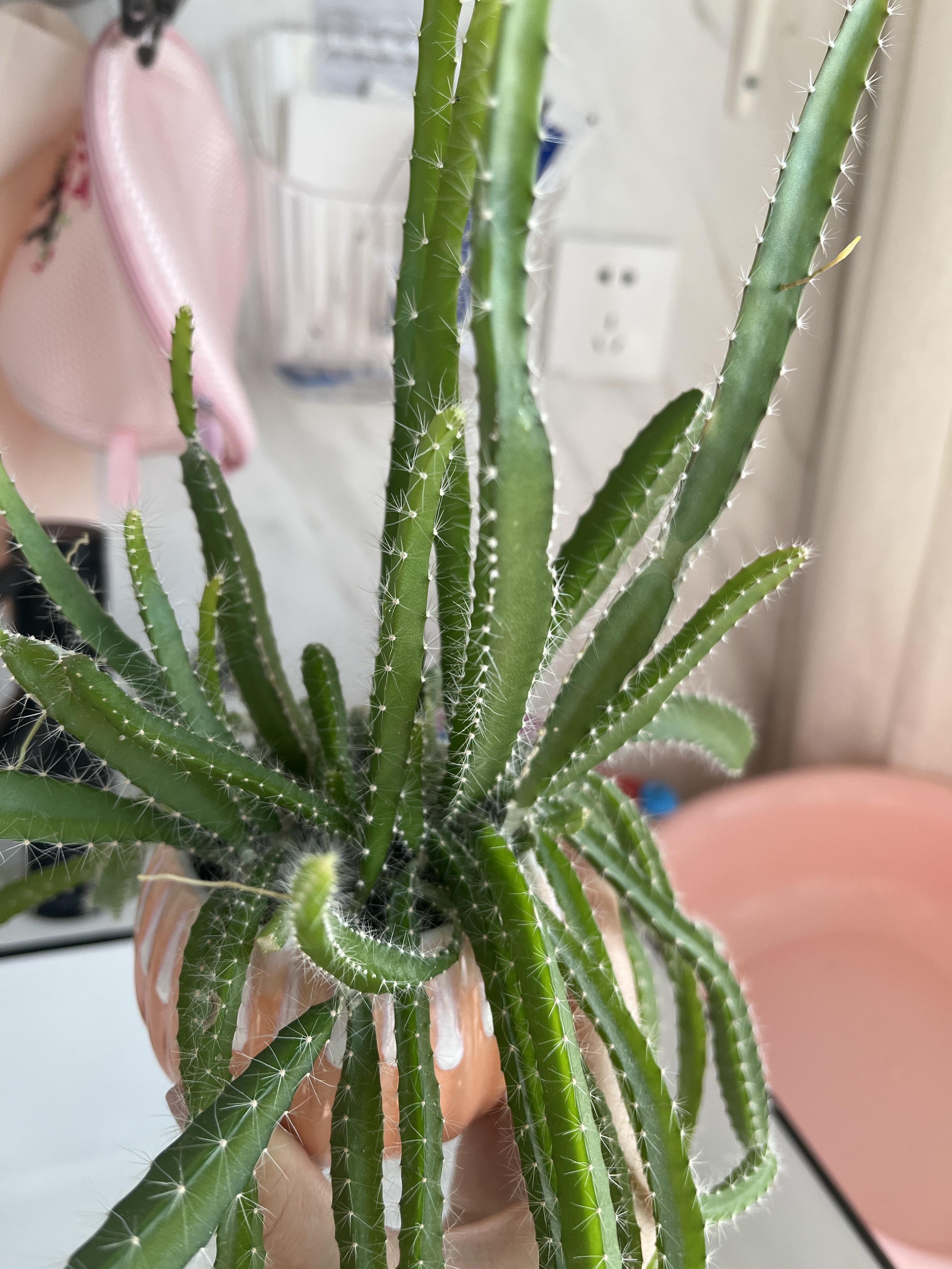 oops 的想法: 火龙果仙人掌长出来细细的芽是什么