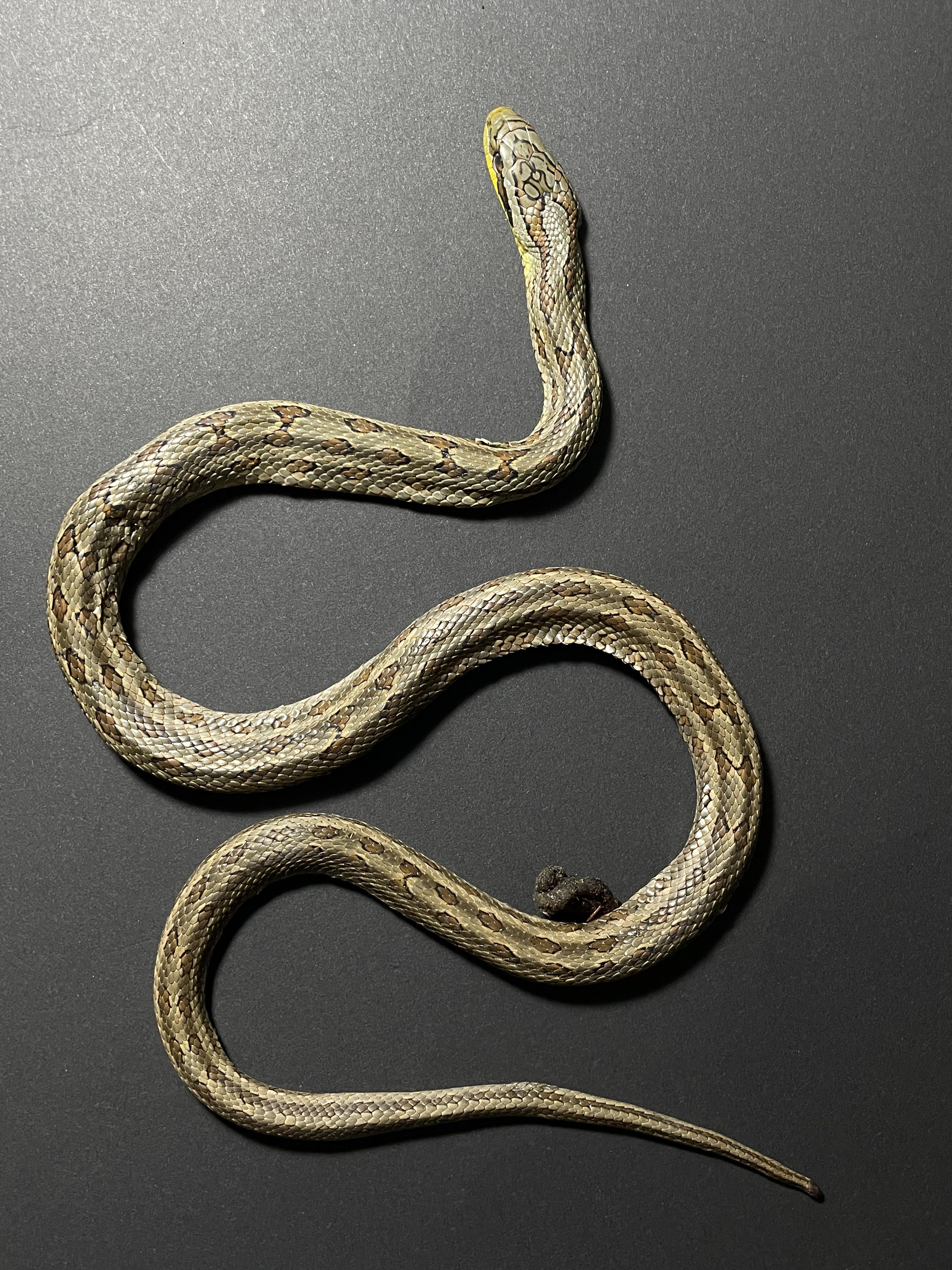 鲯鳅君 的想法: 无毒双斑锦蛇被路杀 | 桃园食堂南侧路上,被路杀的双