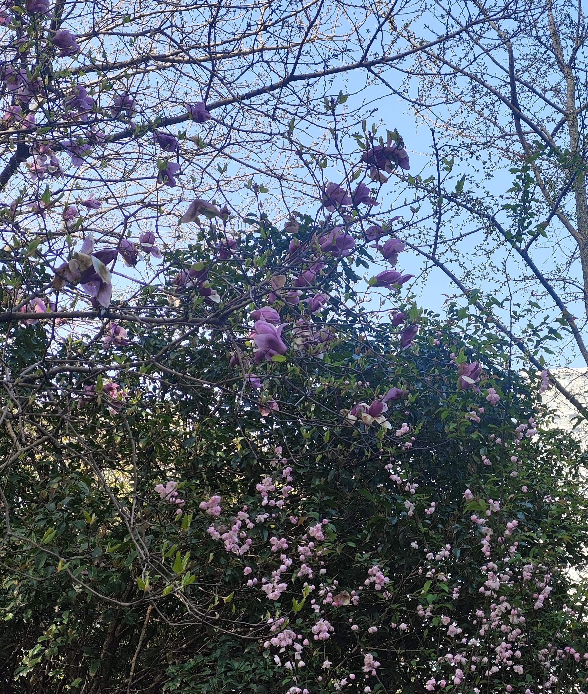 byron 的想法: 花期交错 | 玉兰花已衰败,嫩叶方萌.