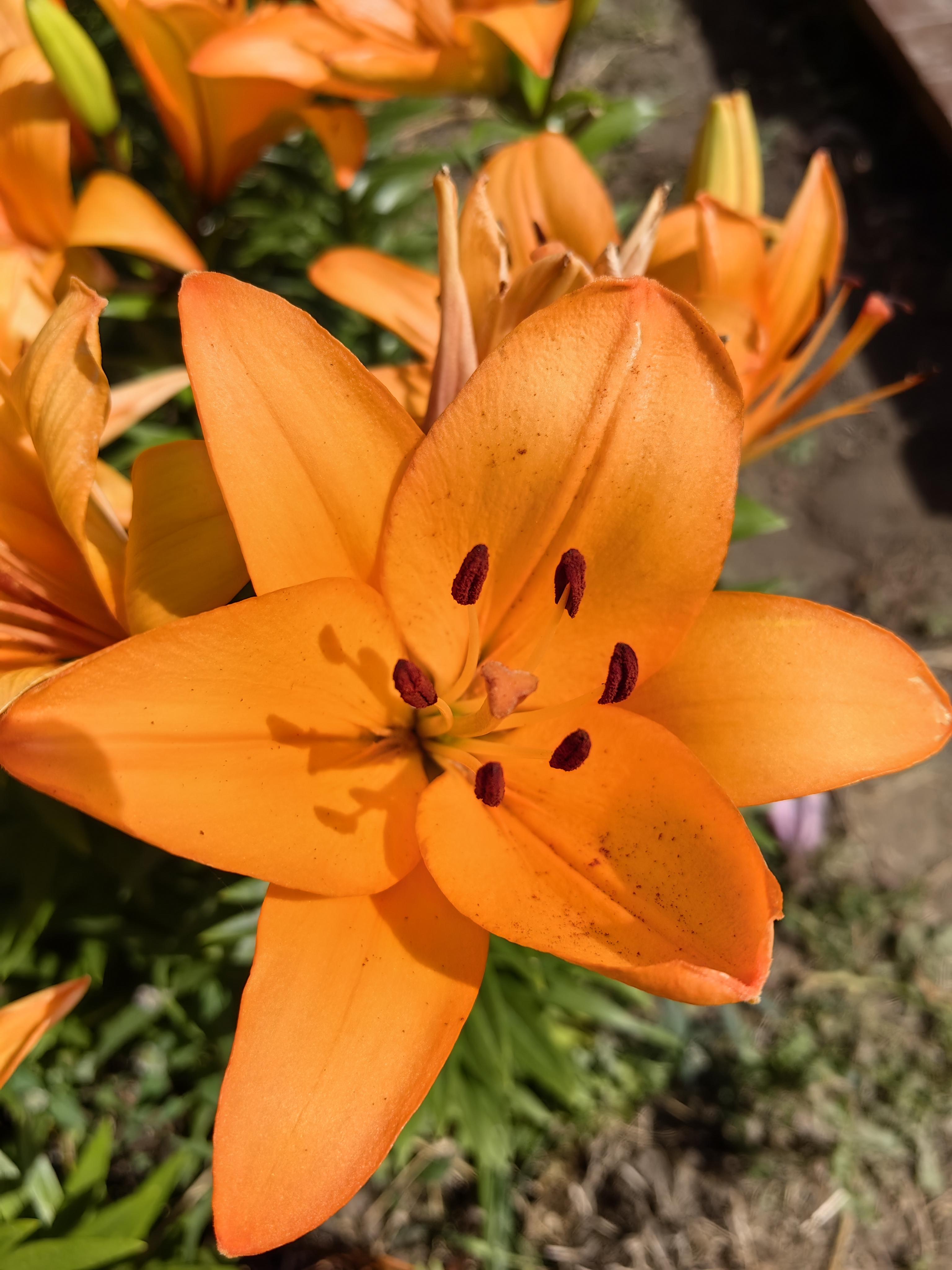 知乎用户pf9nke 的想法: 植物王国～毛百合 | 毛百合,百合科,百合属