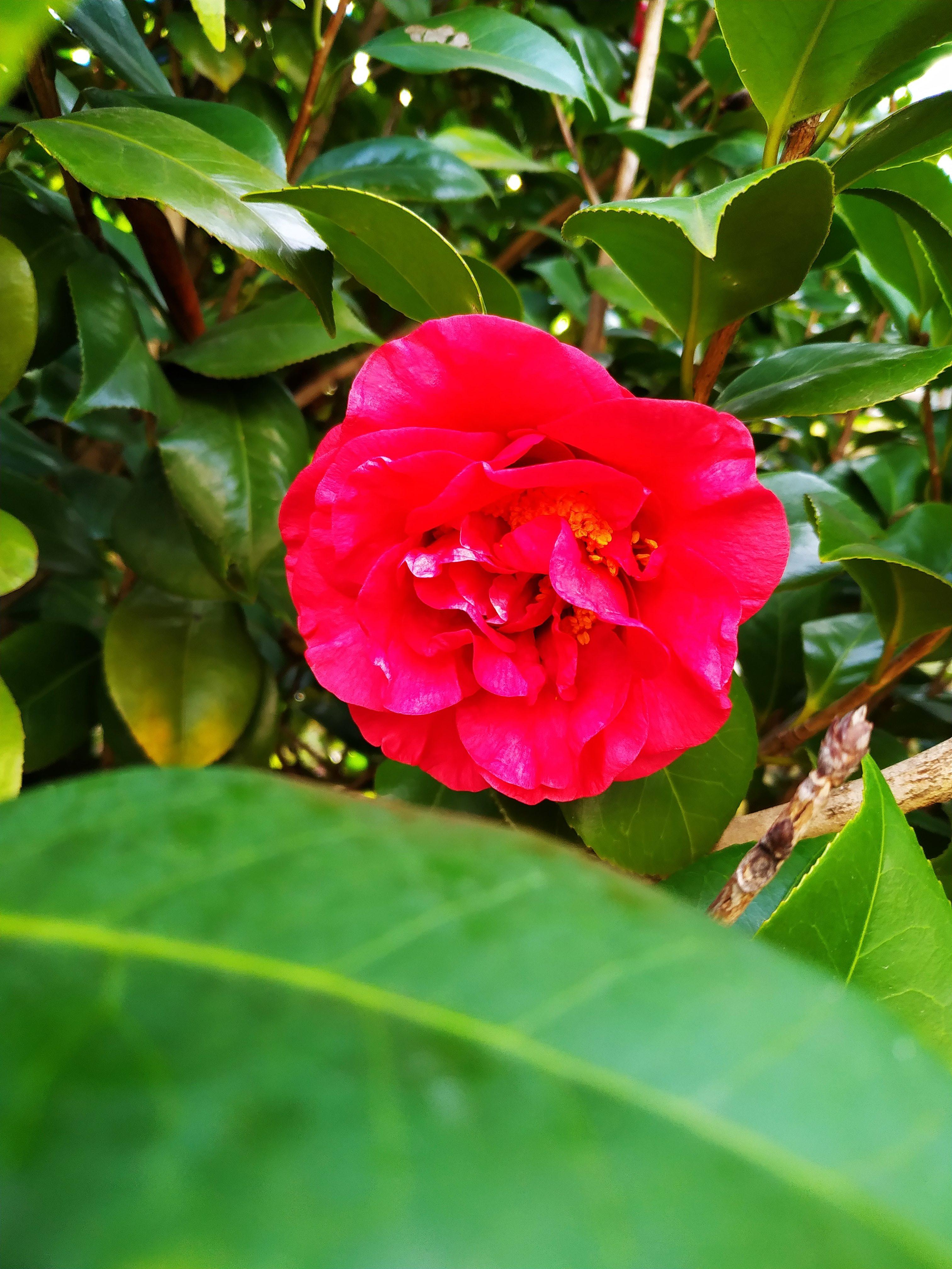 漠礼闲士 的想法: 红色山茶花