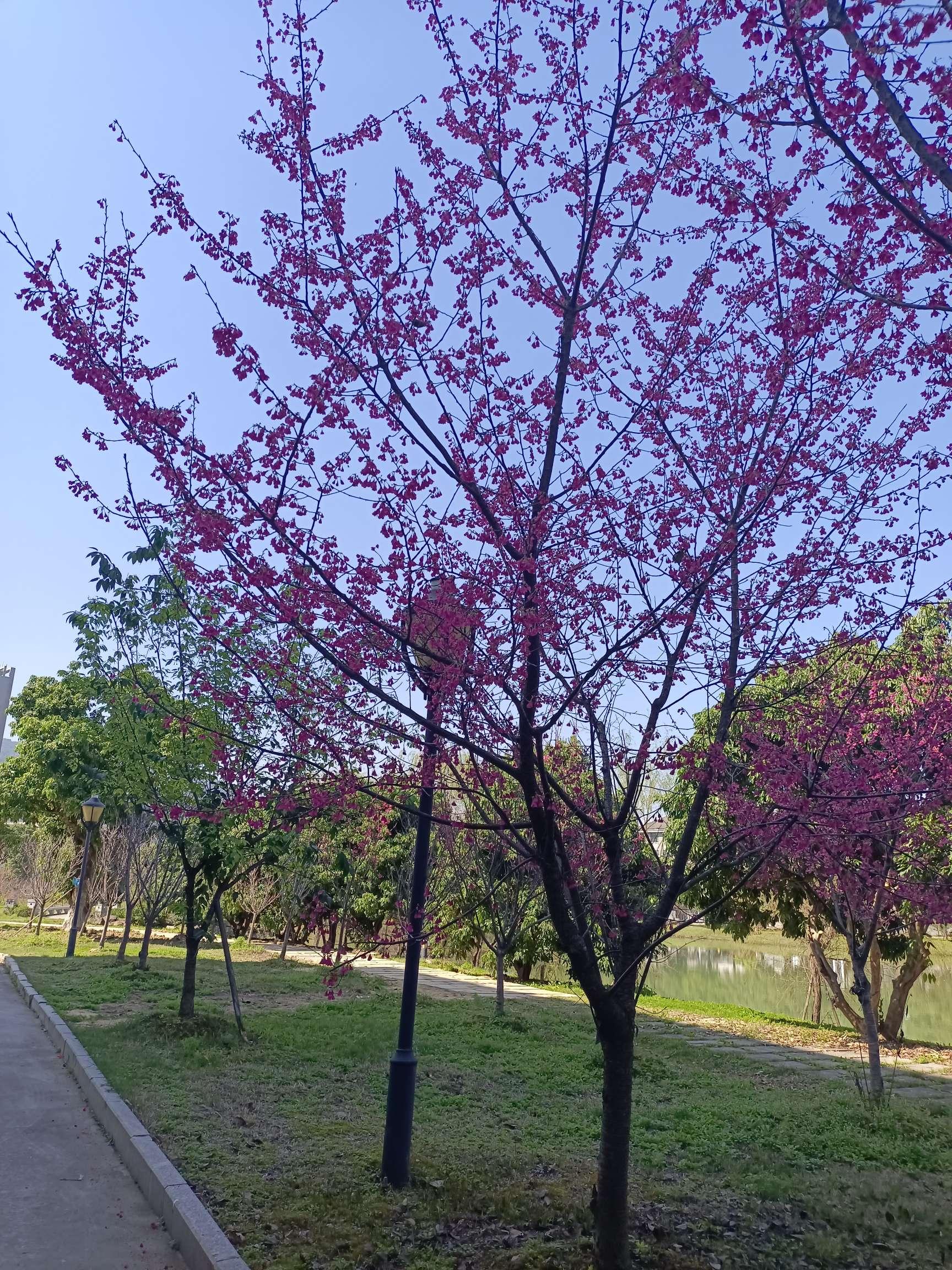 这种花学名叫:台湾钟樱花,也叫福建山樱花 br>  br>台湾钟樱花为钟