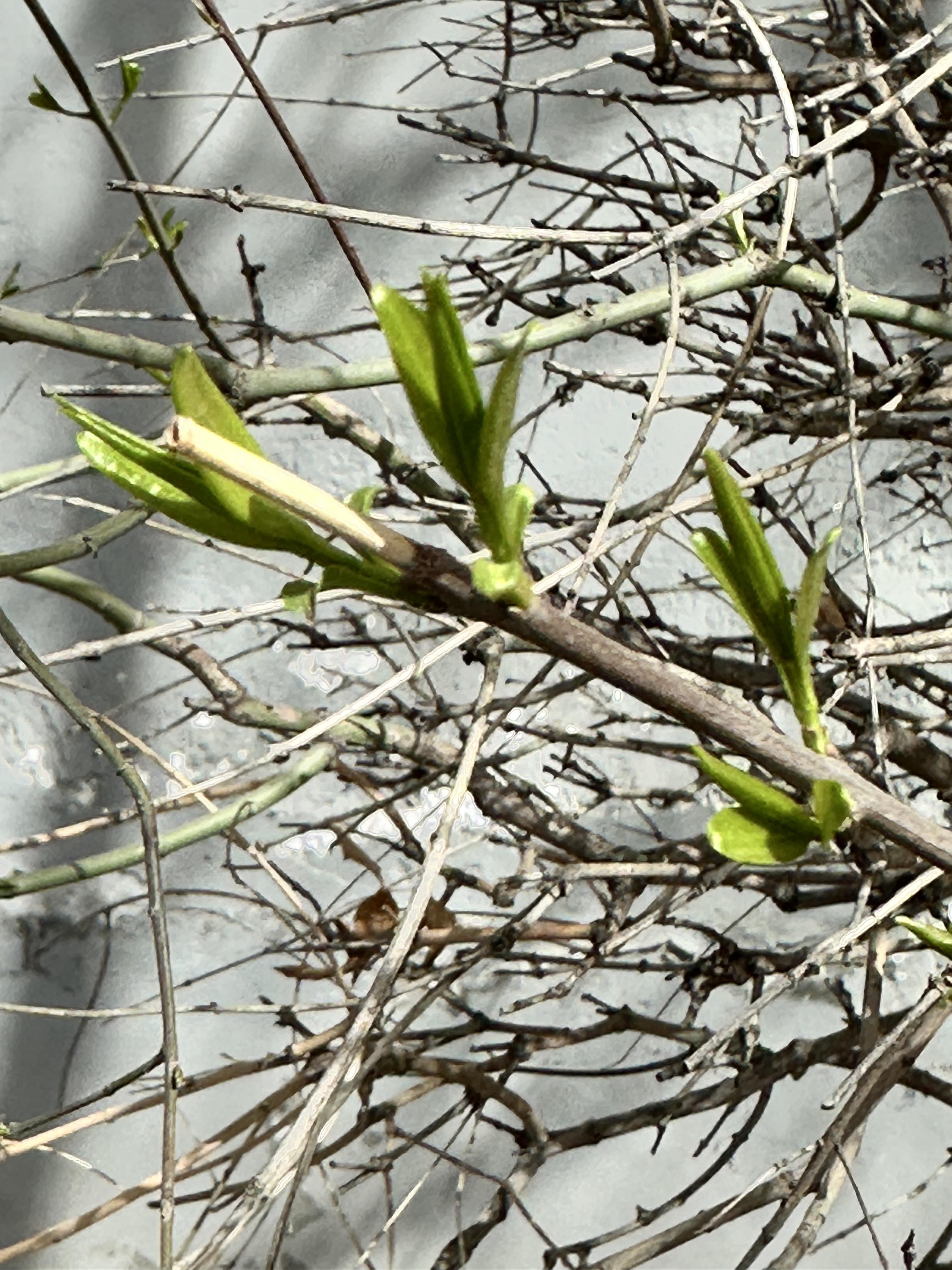 夜莺的歌声 的想法: 发芽啦