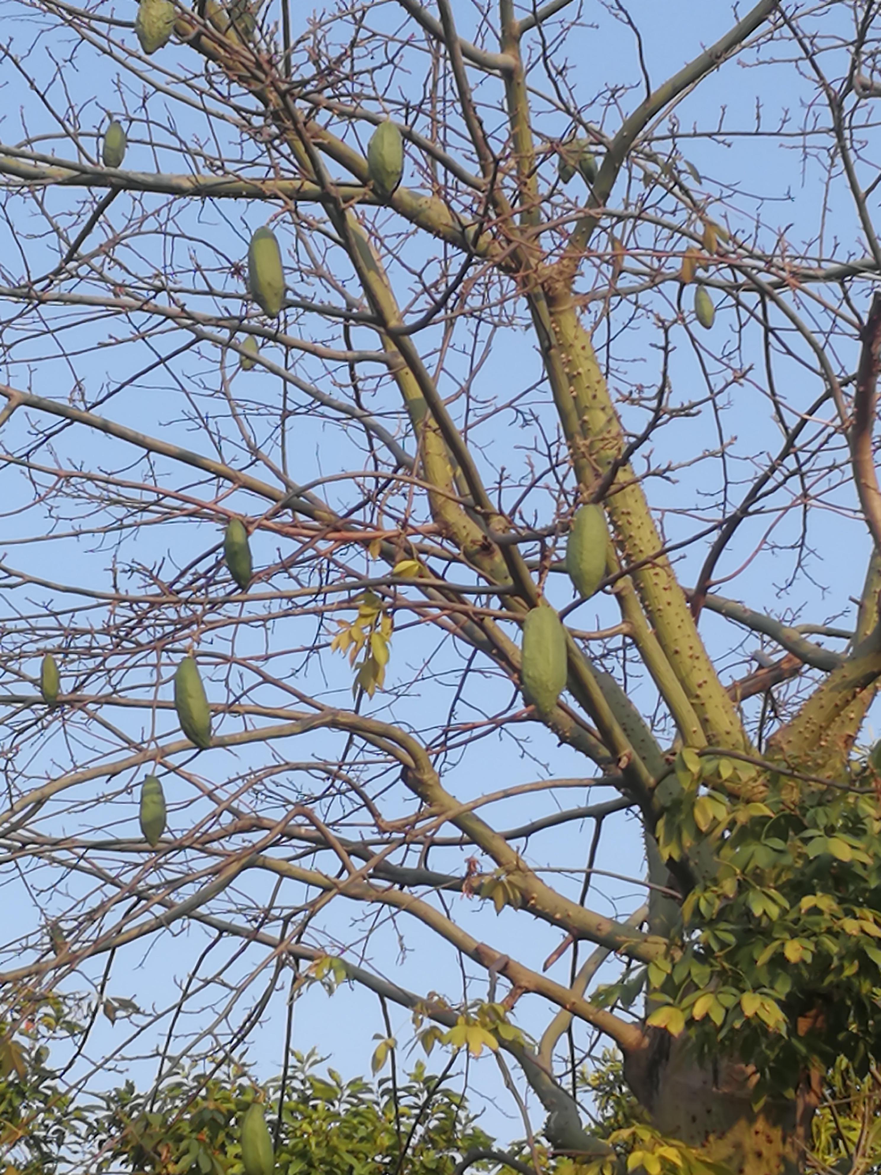 网上搜搜,显示见异木棉.果实很大个,通体绿色.挺神奇
