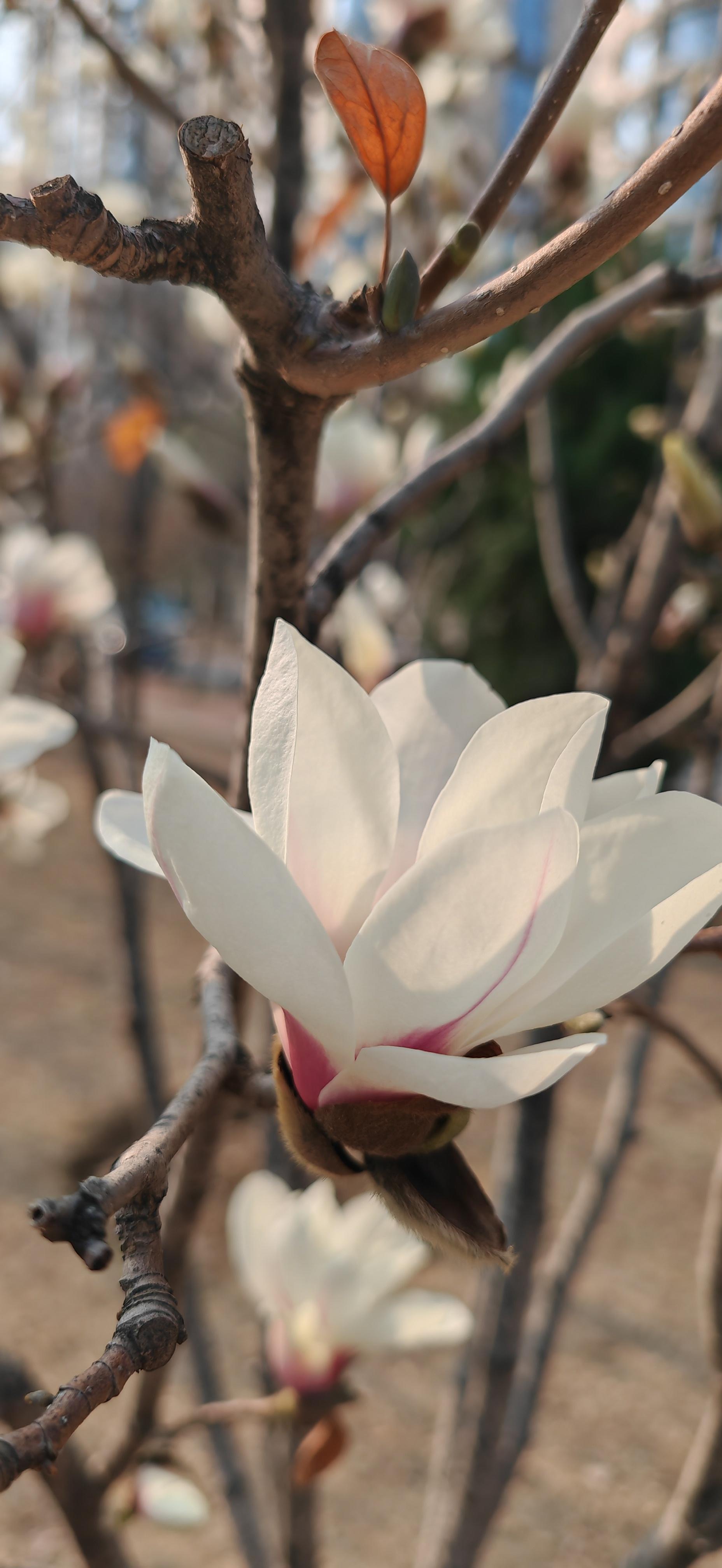 写玉兰花的样子图片