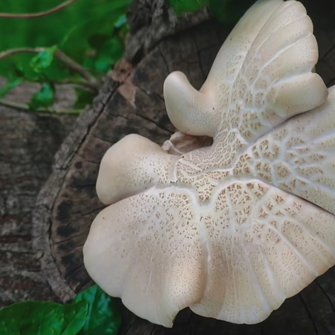 王小王 的想法: 野生菌探秘754:鲍鱼菇!