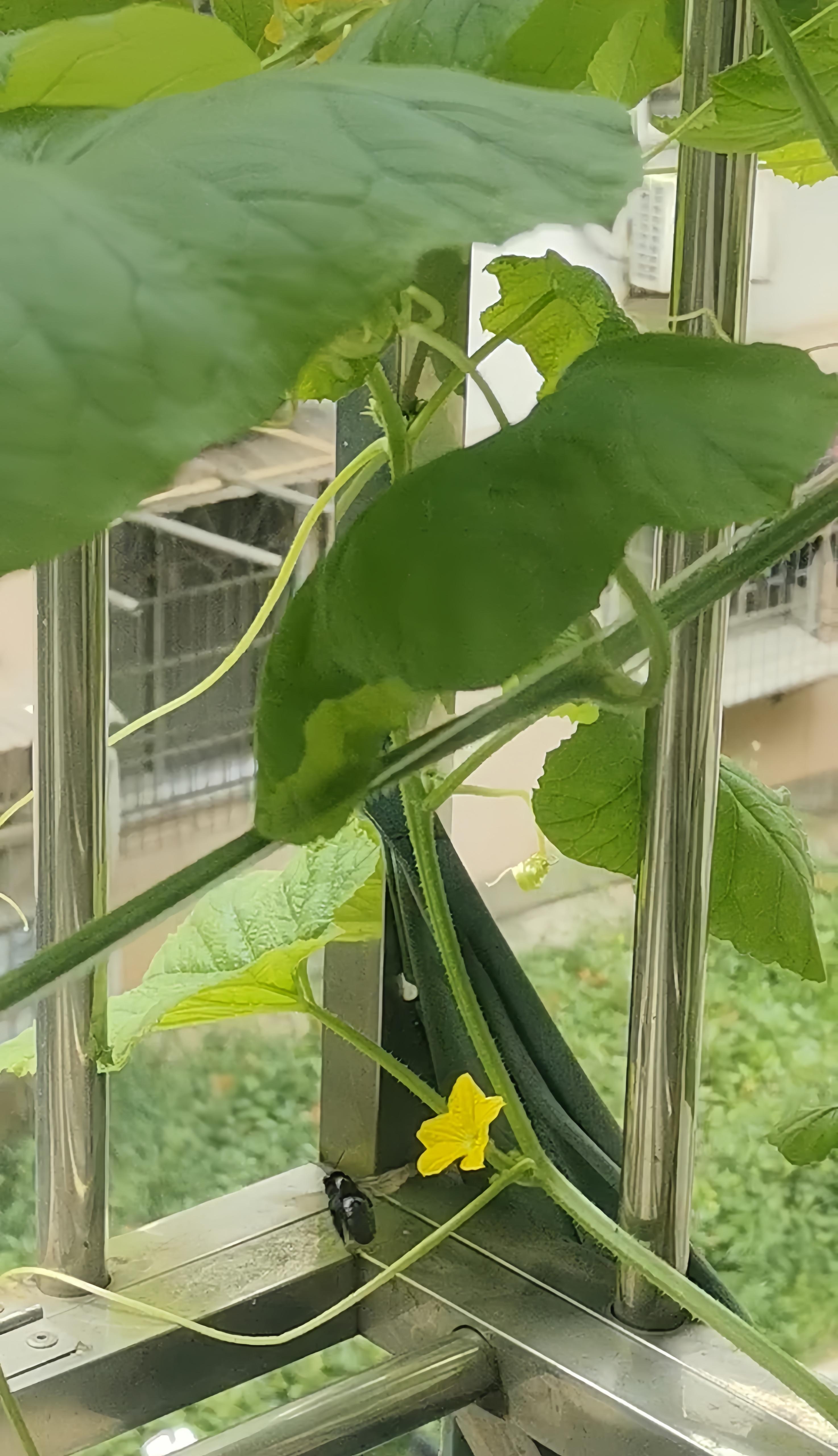 梧桐夕语 的想法: 金龟子