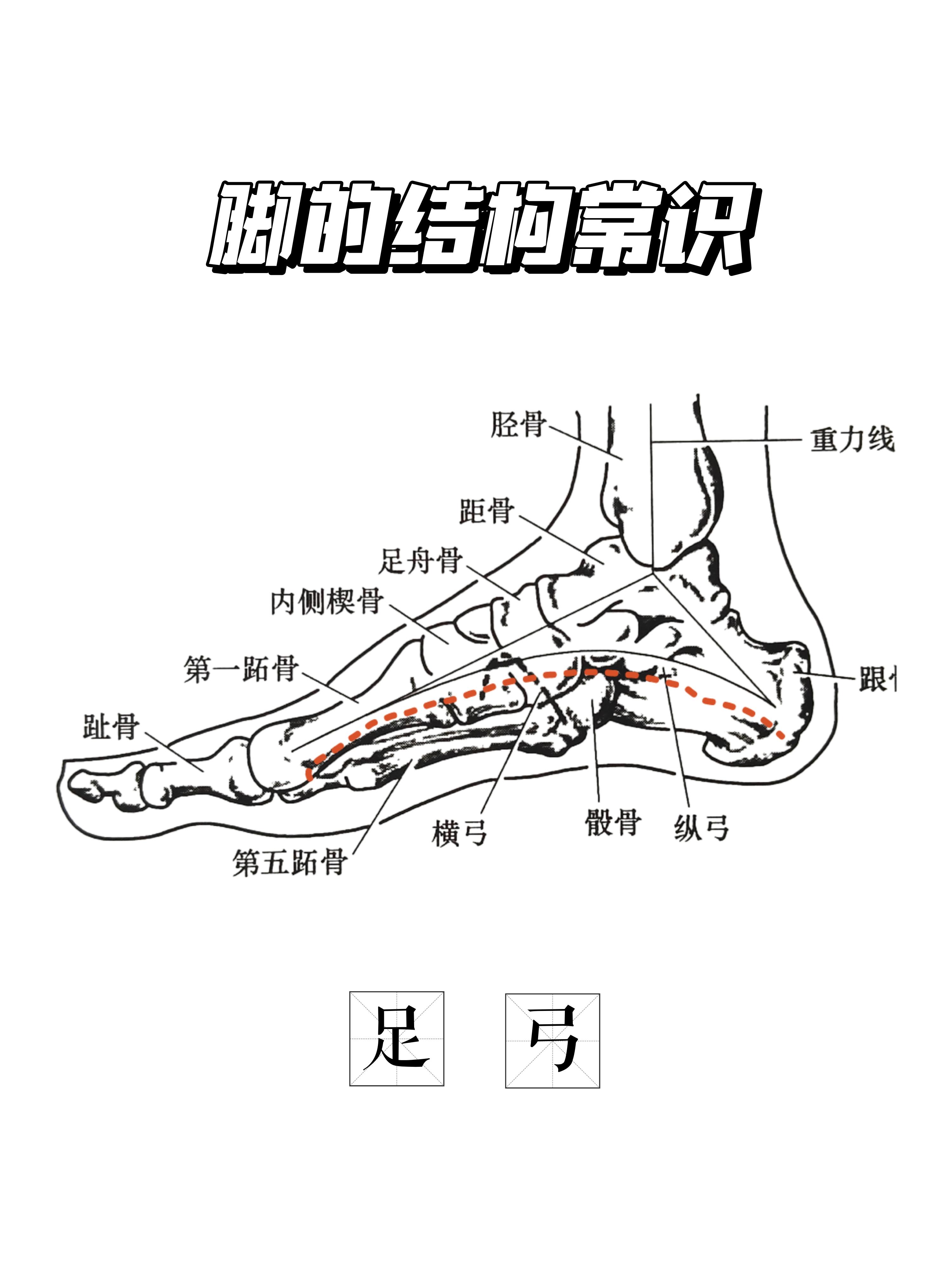 赤足 的想法: 什么是"足弓"?它的作用有多大?
