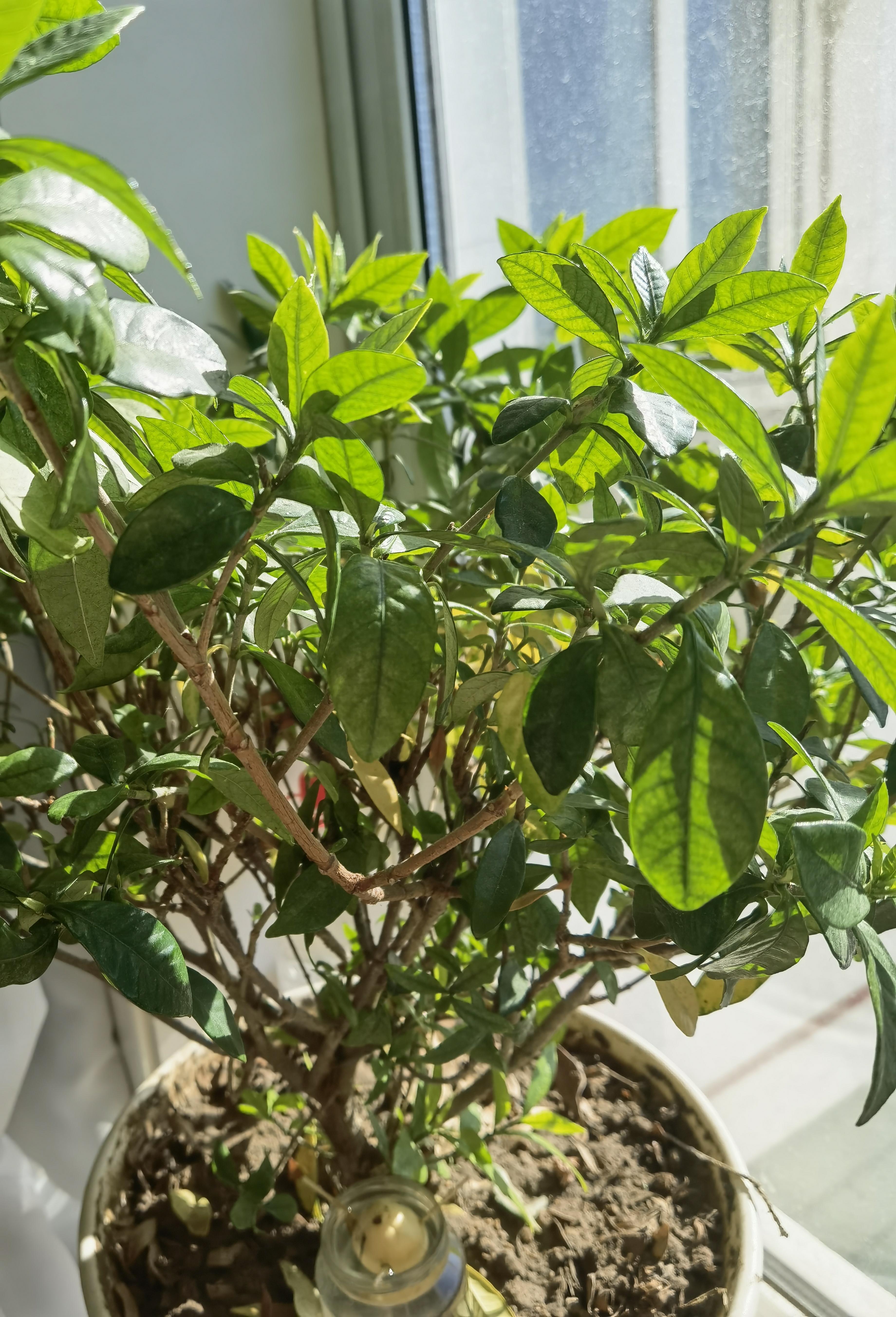 小程不吃苦 的想法: 请教一下,栀子花叶片发黄掉叶,要不就是像有斑点