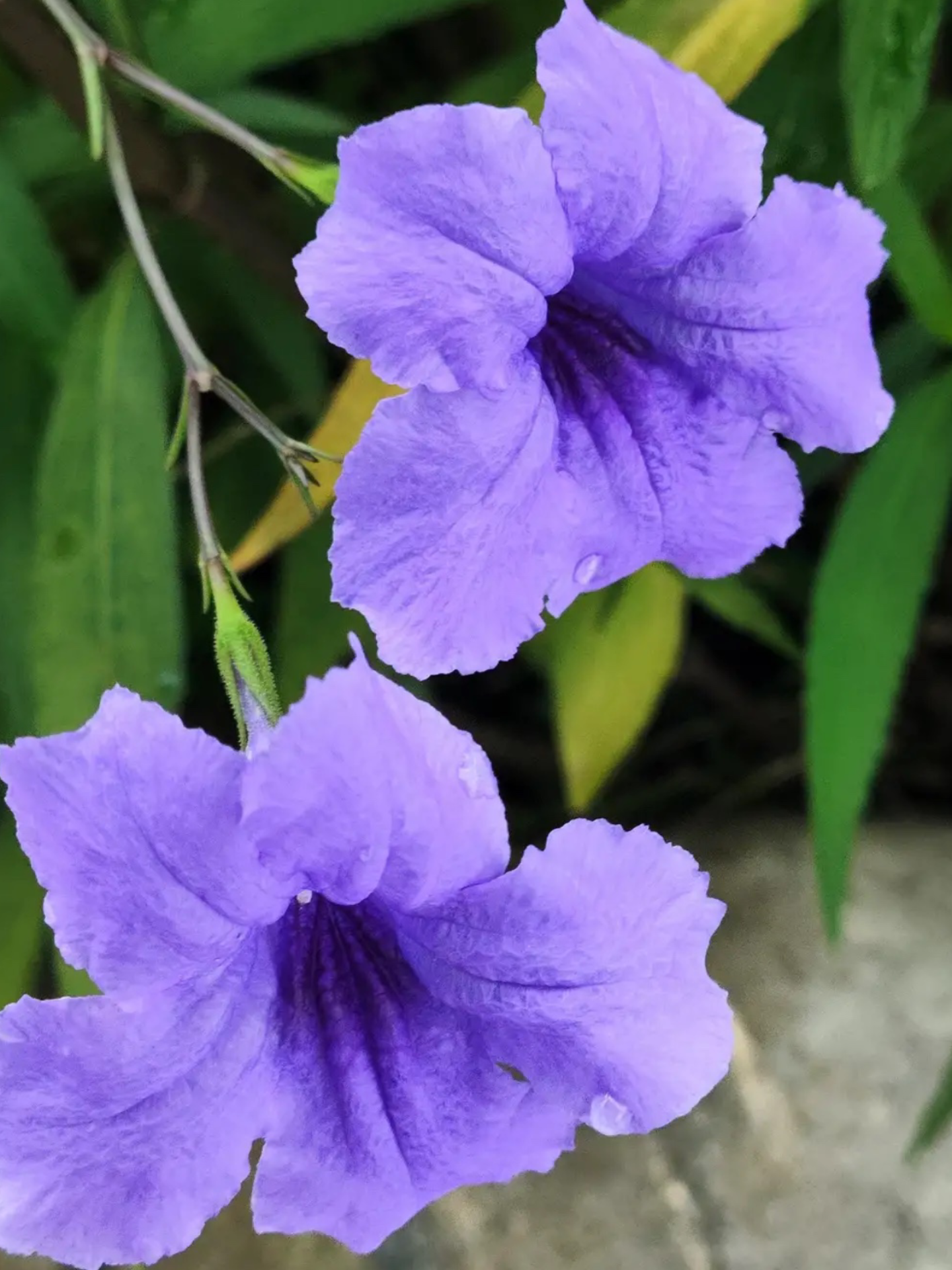 澜澜 的想法: 紫色的茄子花