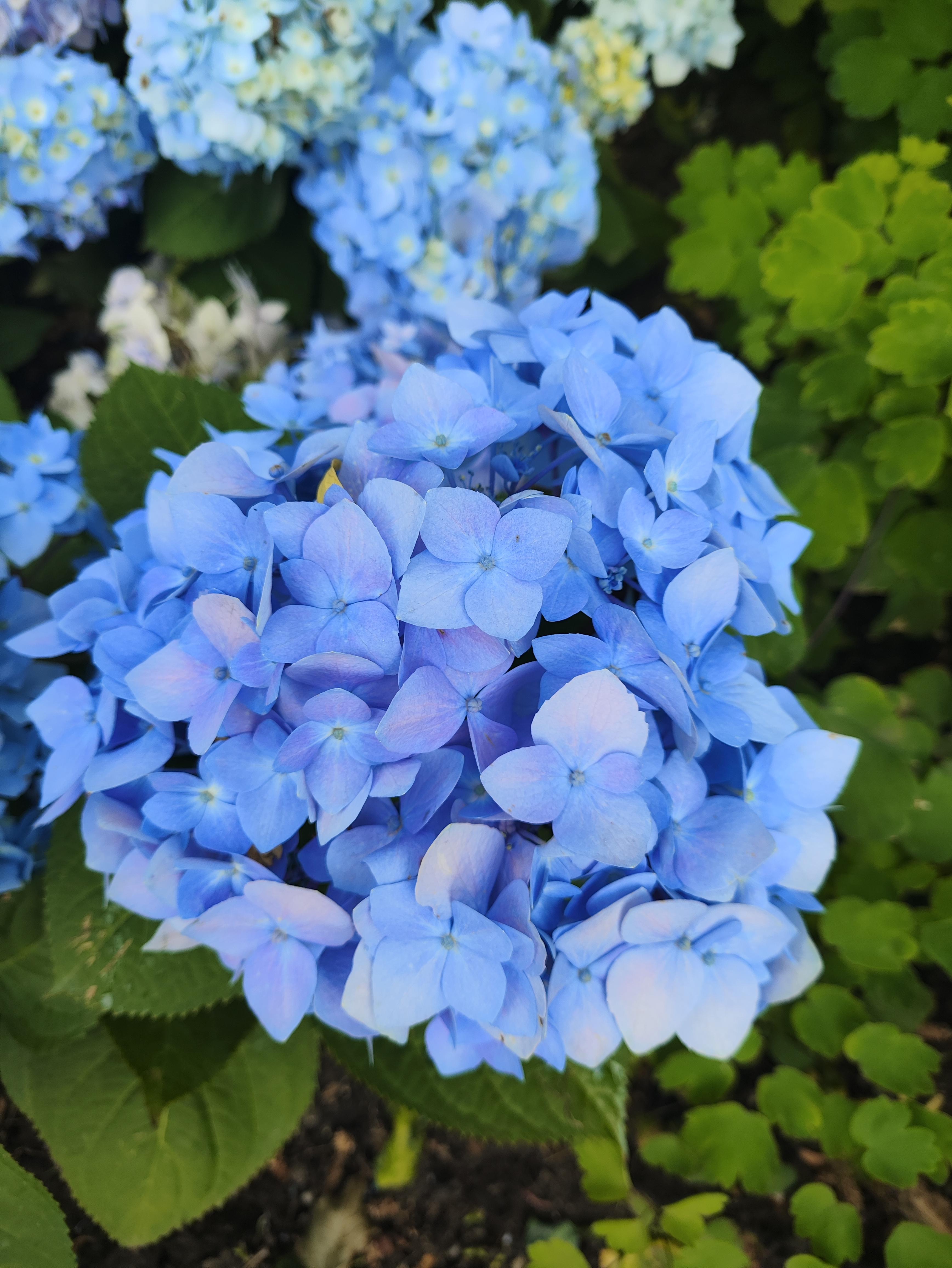 绣球花这个名字源于希腊文字"hydros"和"a