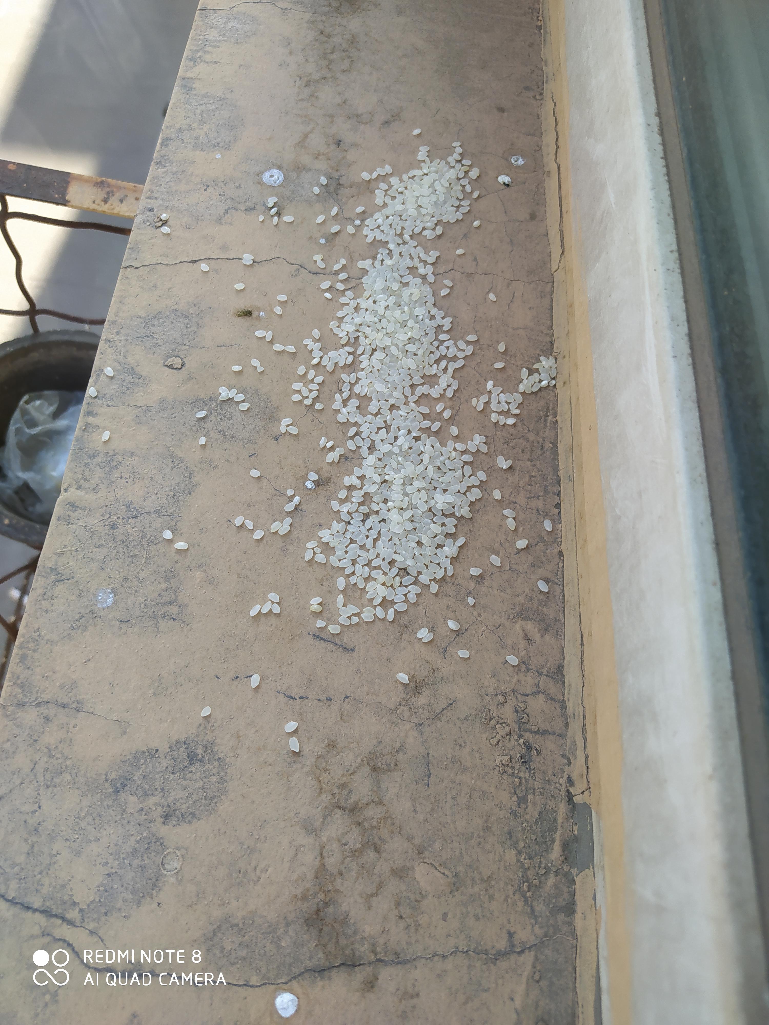 境由心起 的想法: 来吃米的麻雀 | 家里空调孔里每年都会住窝麻雀