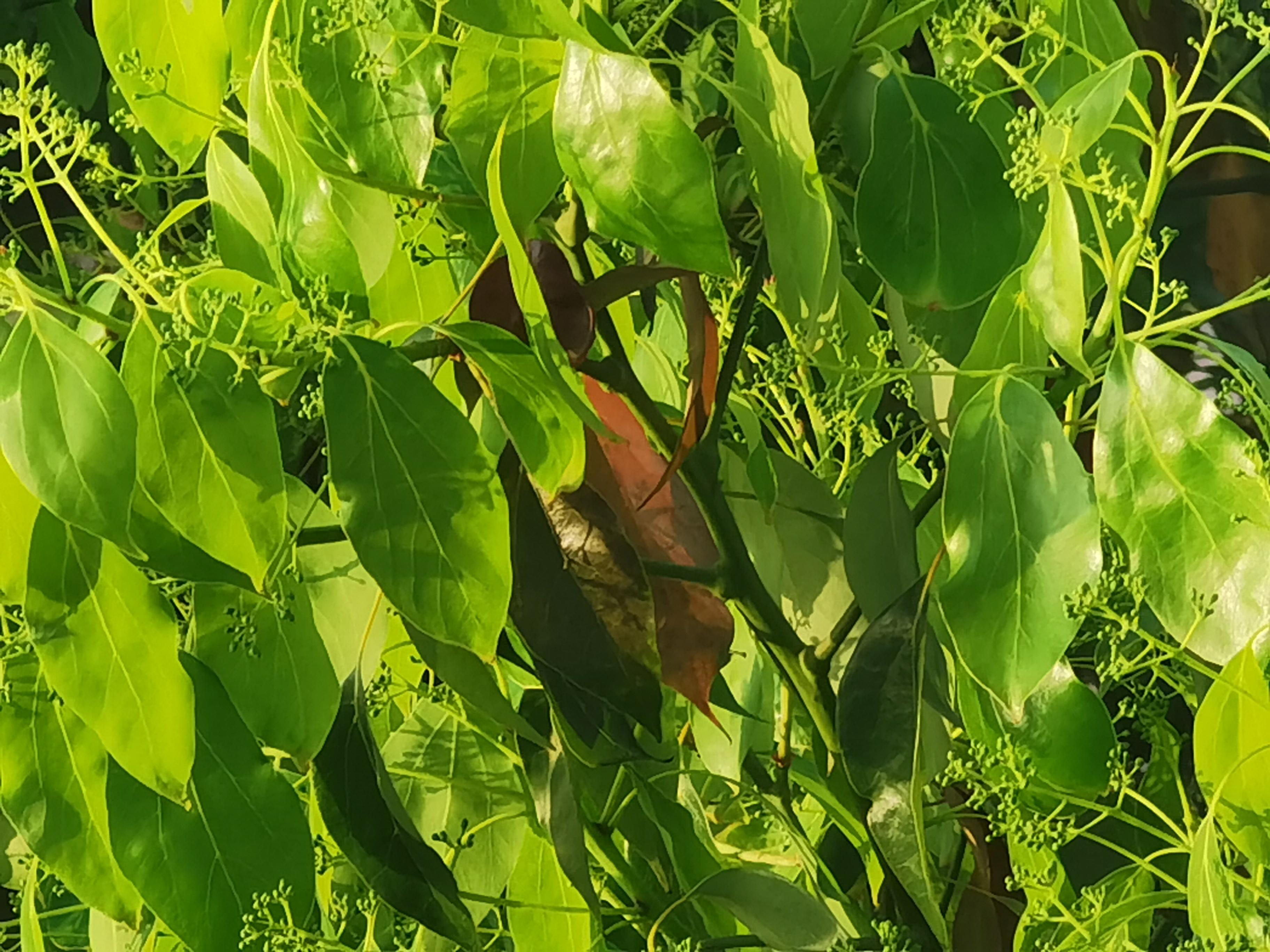 瞧,窗外的树已经全绿了,枝叶茂盛,浅绿,葱绿,深绿