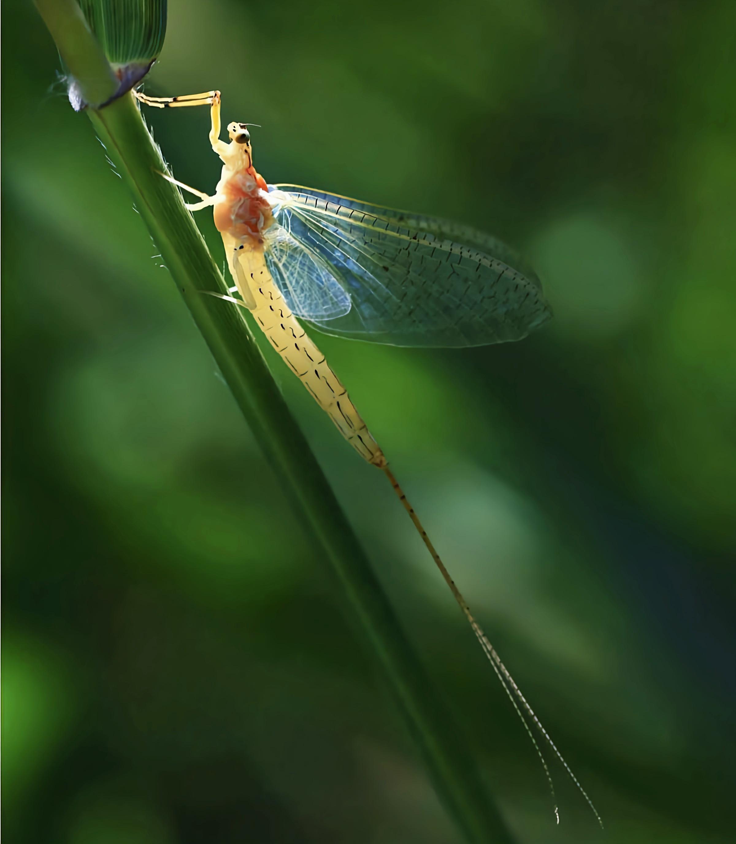 安安么么哒 的想法: 每天认识一种昆虫