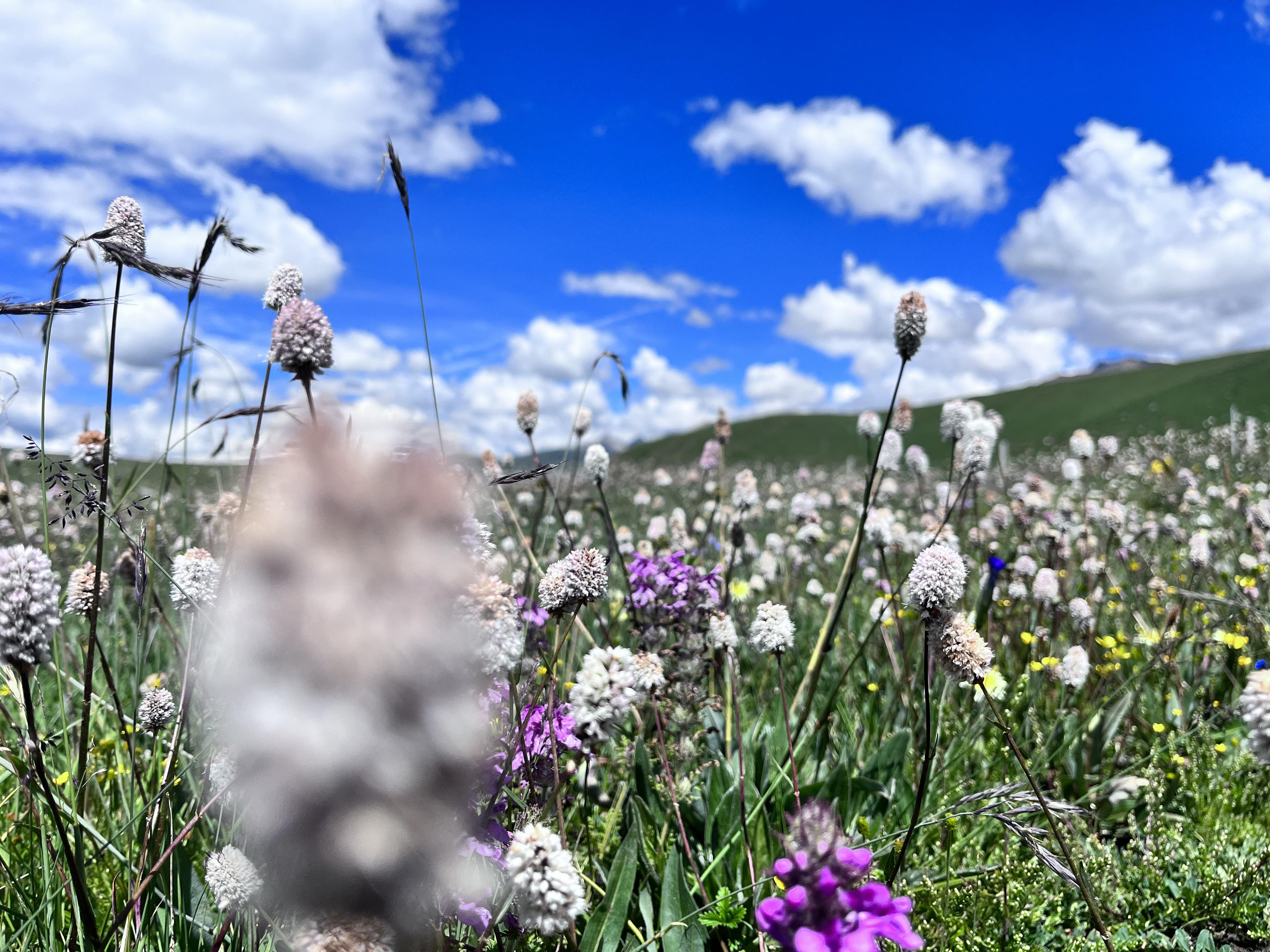 诗酒趁年华 的想法: 盛夏的川西随手都是壁纸级 |  a class="hash_tag