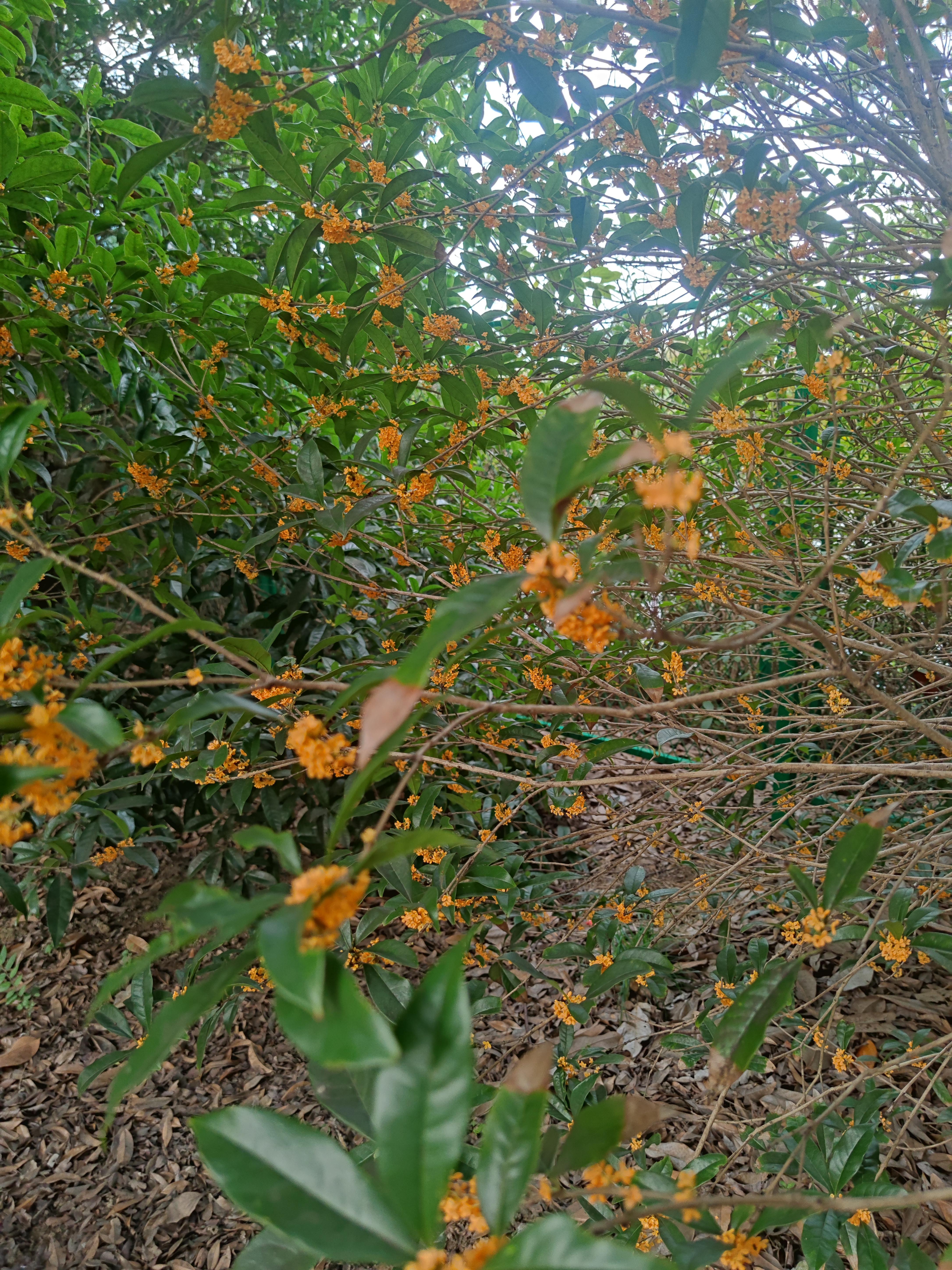 八月桂花满枝香图片