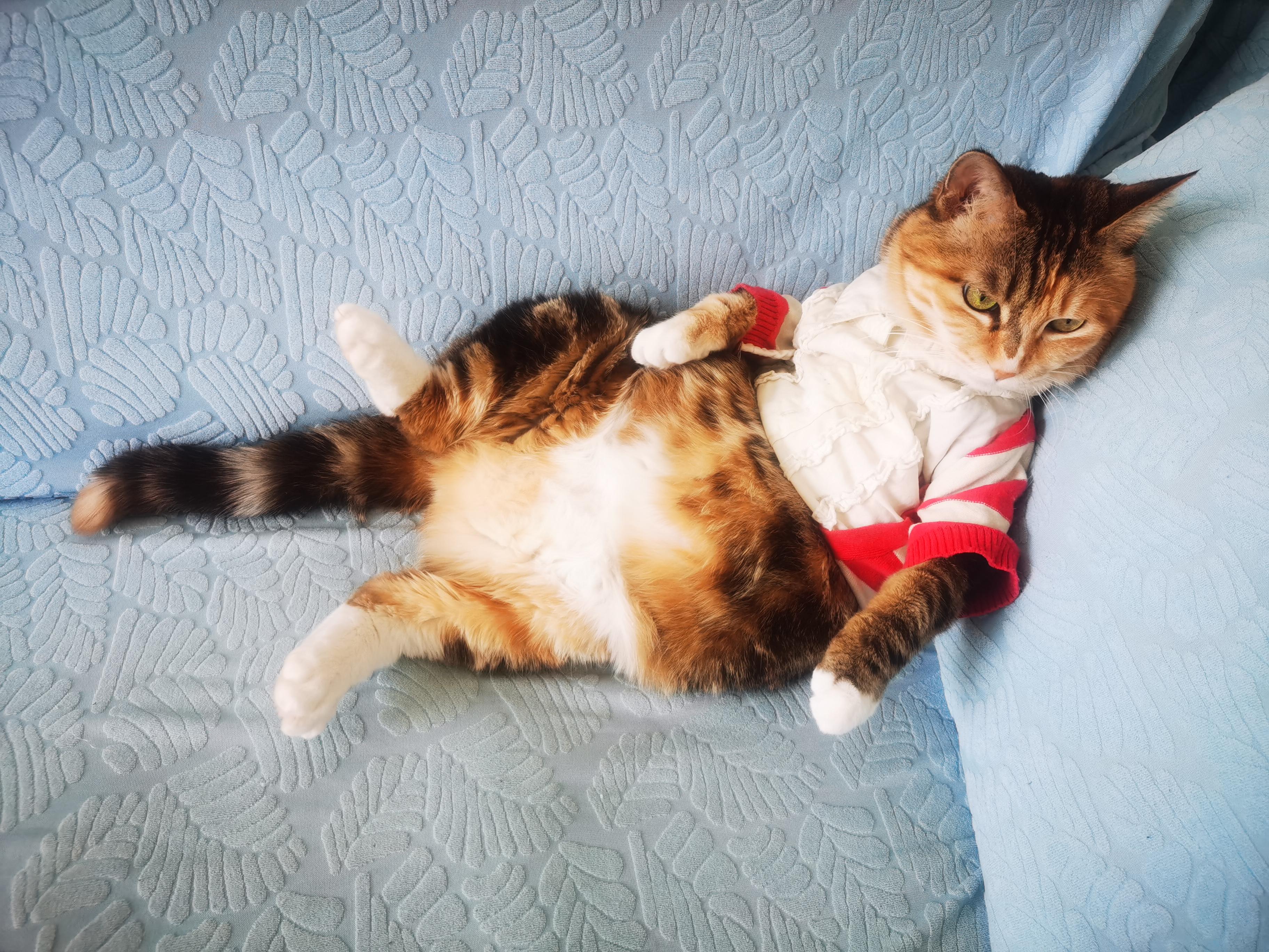 葛优躺我家悠闲的猫主子 | #晒晒我家萌宠的肚皮 #小懒猫的悠闲时光