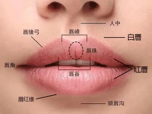 郎赟 的想法: 唇部美学 | 今天给大家科普唇部的亚单位细分,我们的外唇分为上下两个部分(图一),上唇的上界为鼻底,… - 知乎
