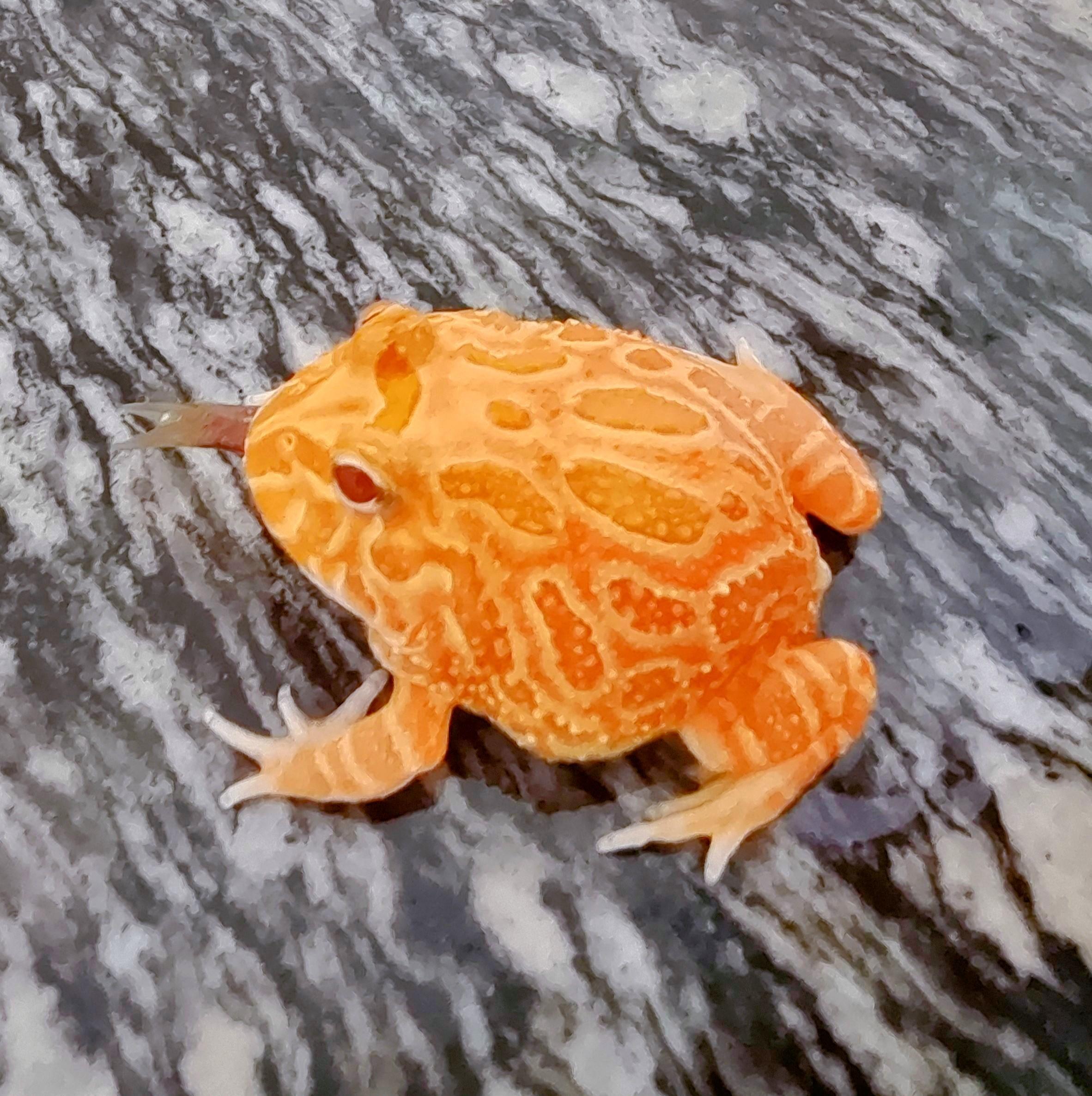 恒-星 的想法: 南美角蛙