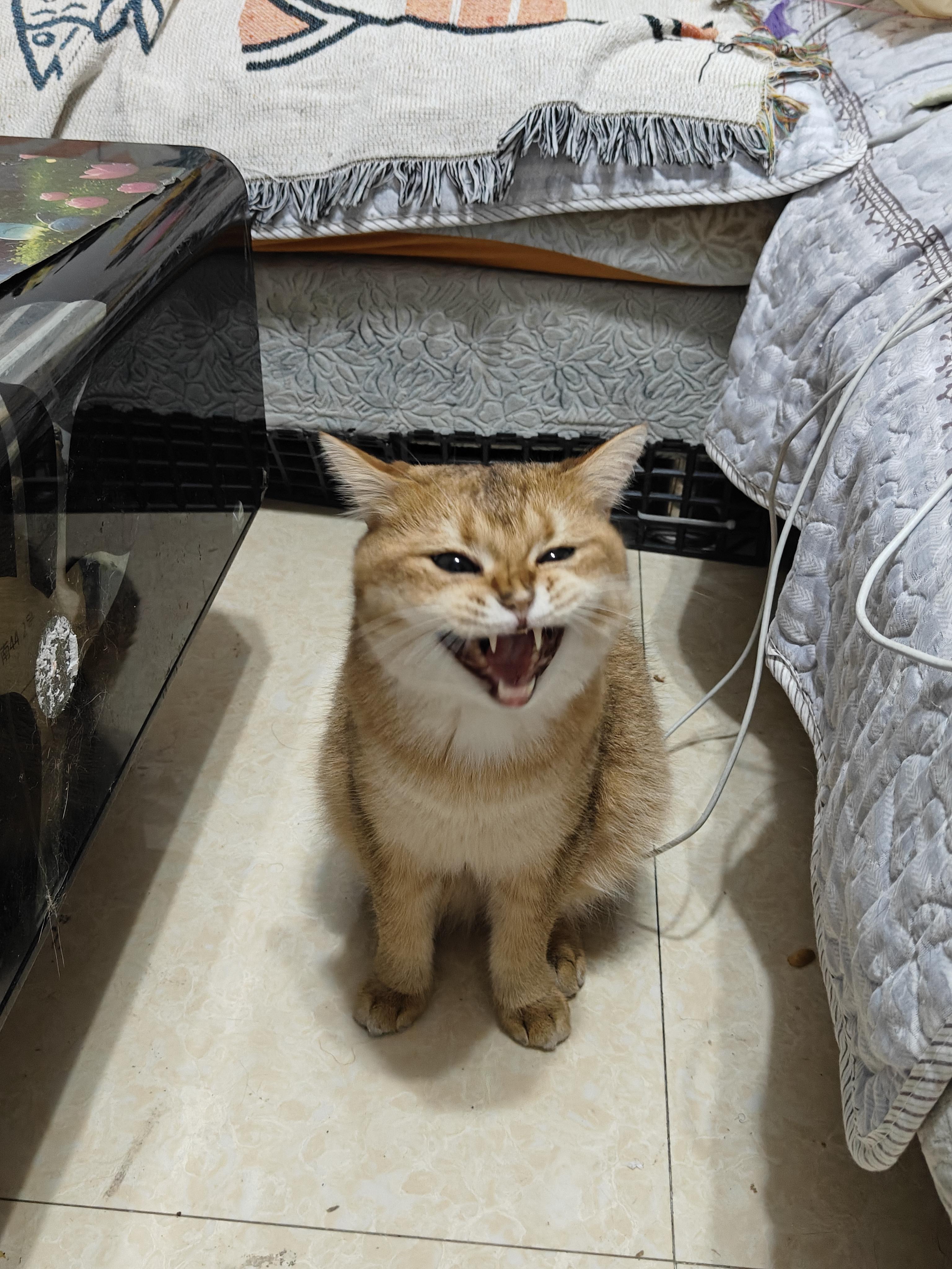 鹤笙 的想法: 回家晚了,看见它一脸困意