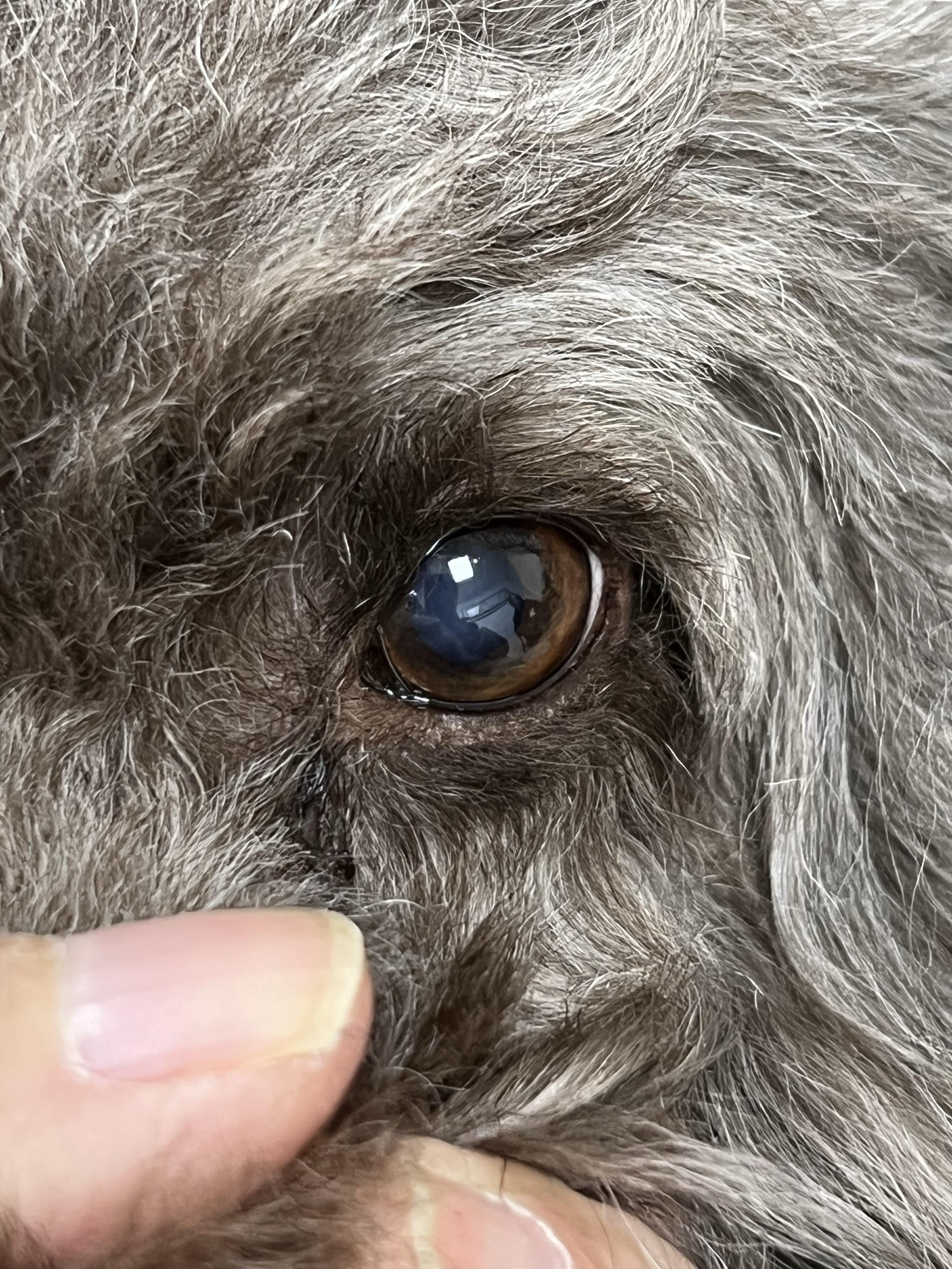 眼睛有点浑浊是白内障吗?