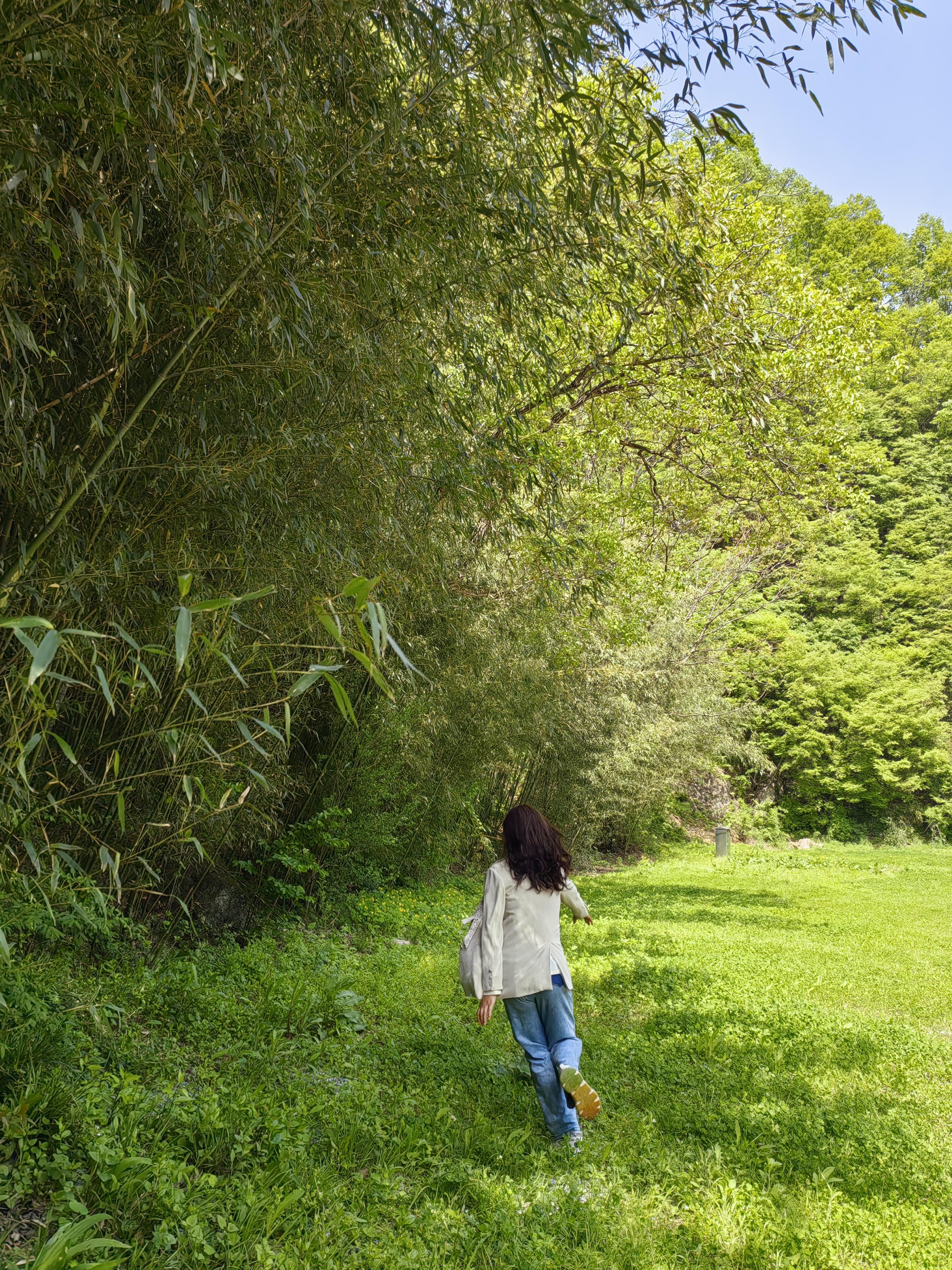 月芽 的想法: 老君山旁,追梦谷里的绿光森林 | 92设备:华为nove7pro