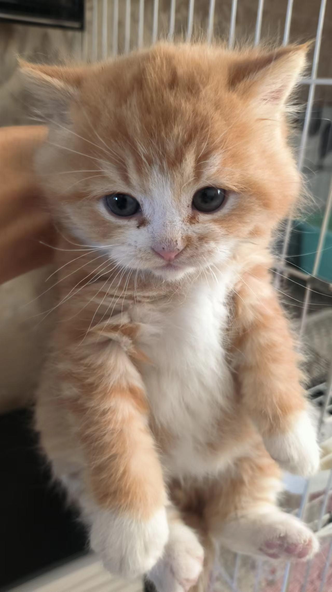 没有感情的杀手 的想法: 这个是英短串橘猫吗 | 五十多天的流浪猫崽子