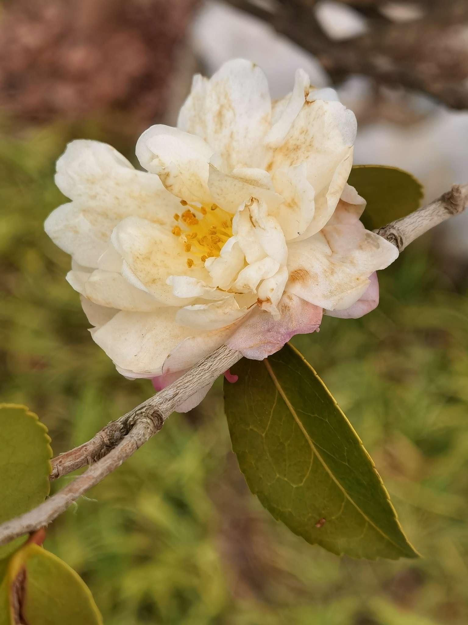 中科大果白花油茶简介图片