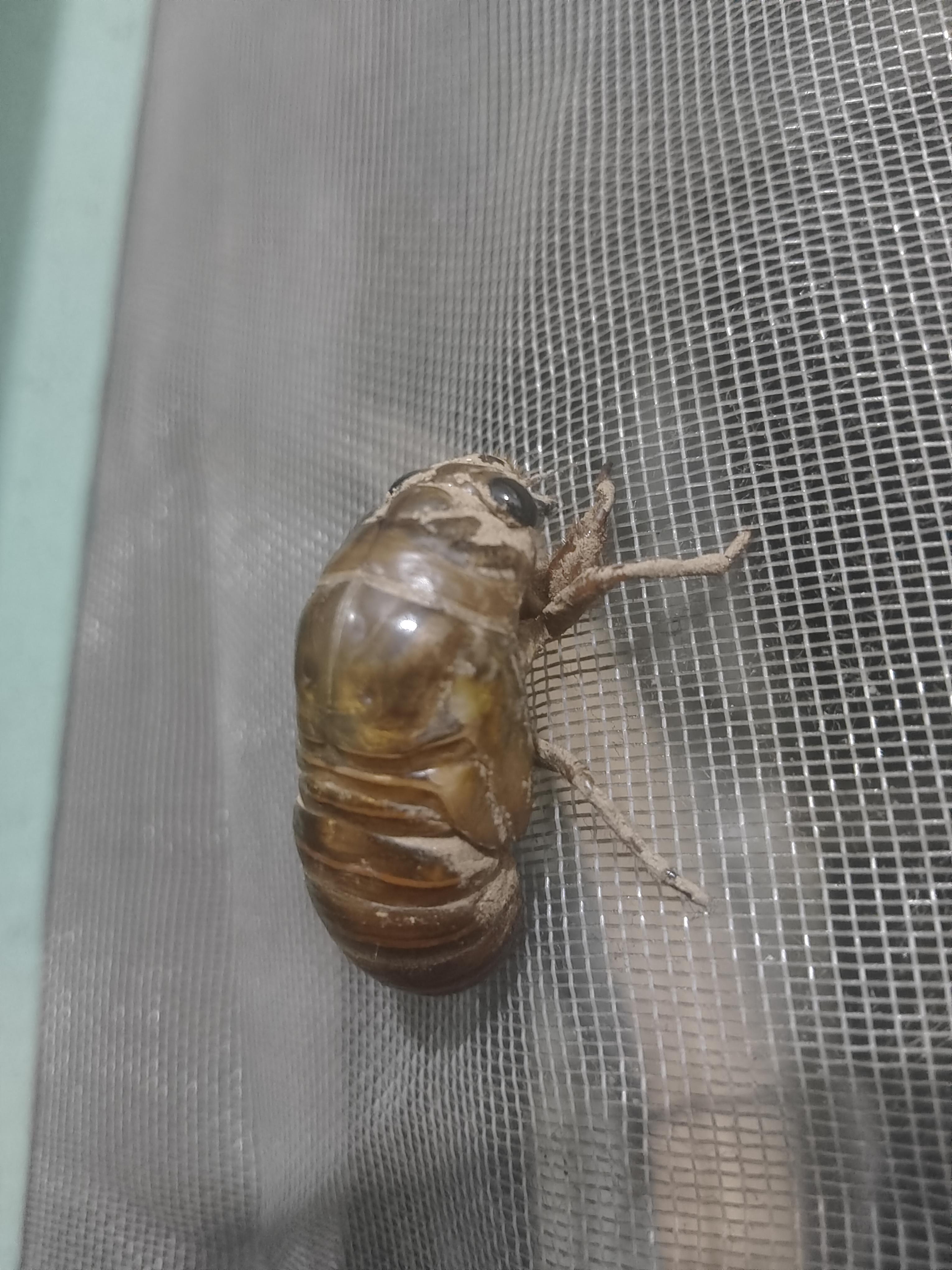 据说蝉的幼虫在地下好几年,有的甚至要在地下17年,可是一旦爬出地面