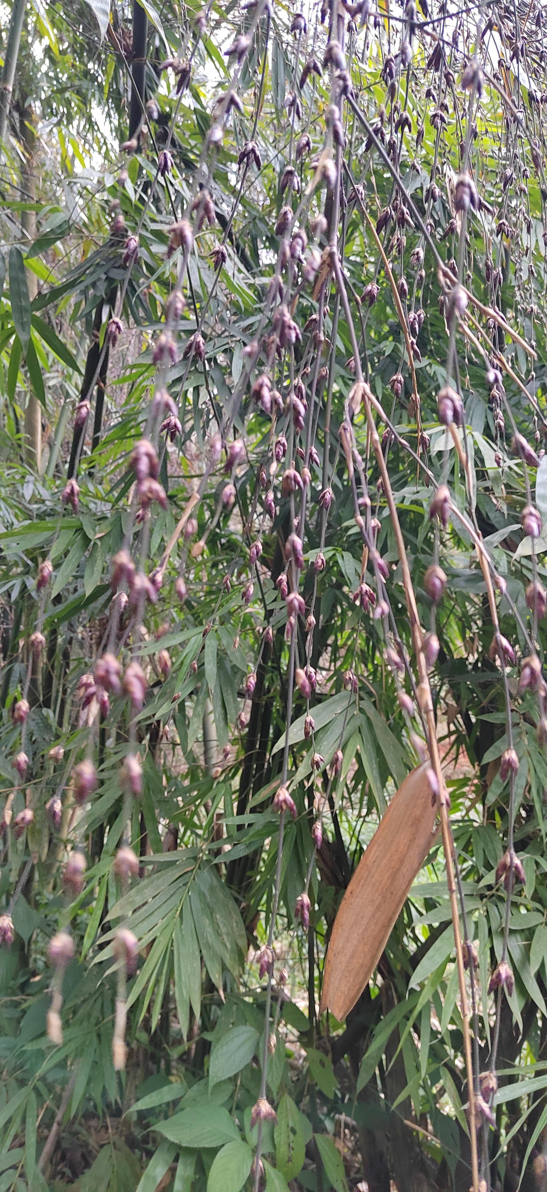 竹子花怕是很多朋友没见过竹子开花也是会结籽的还能吃叫做竹米这是一