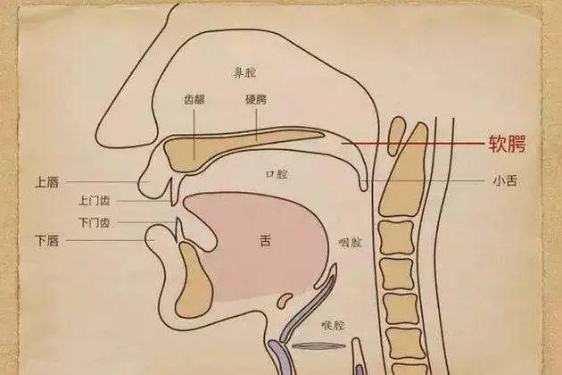  br>口腔是我们的吐字器官,吐字归音需要通过