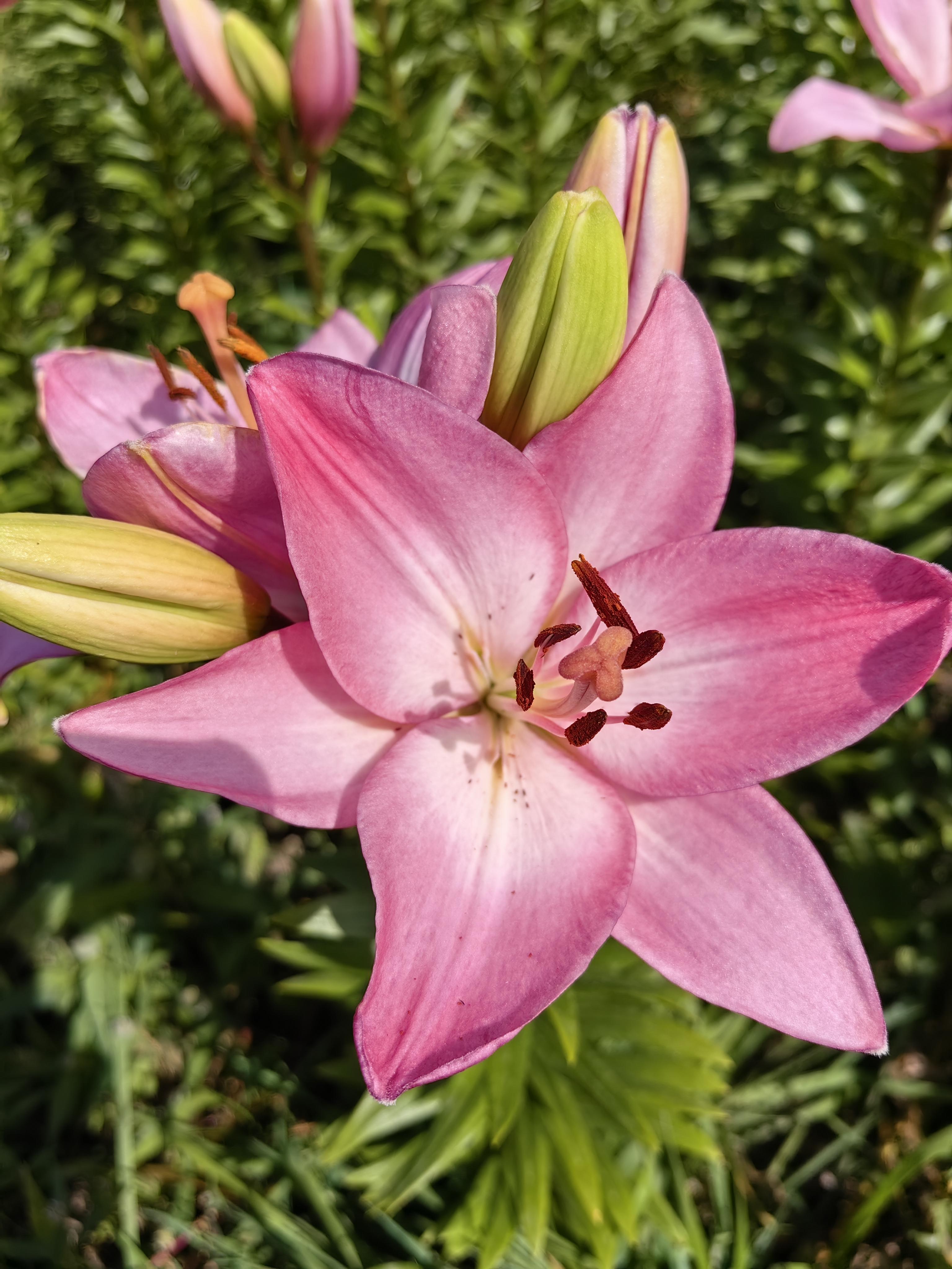 知乎用户pf9nke 的想法: 植物王国～毛百合 | 毛百合,百合科,百合属