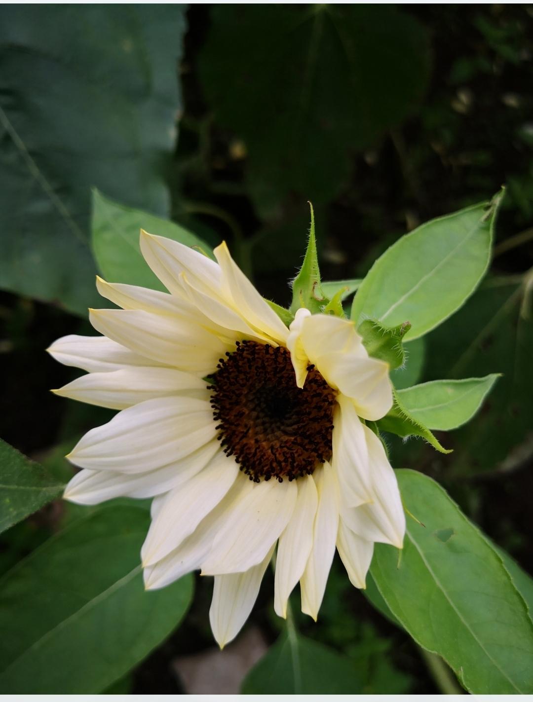 风了了 的想法: 向日葵 白色恋人