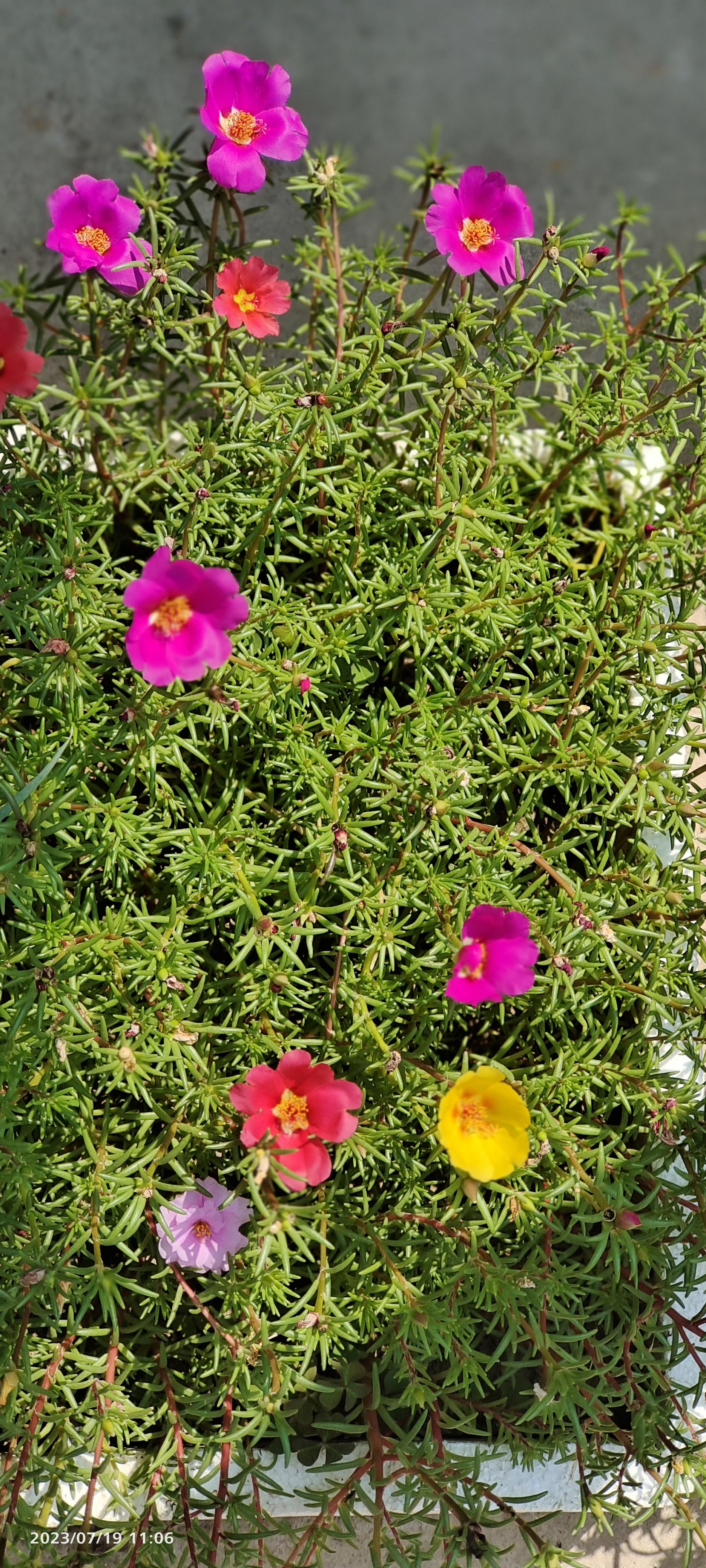 爱贝儿 的想法: 路边常见的太阳花在我家乡又叫做"死不了"