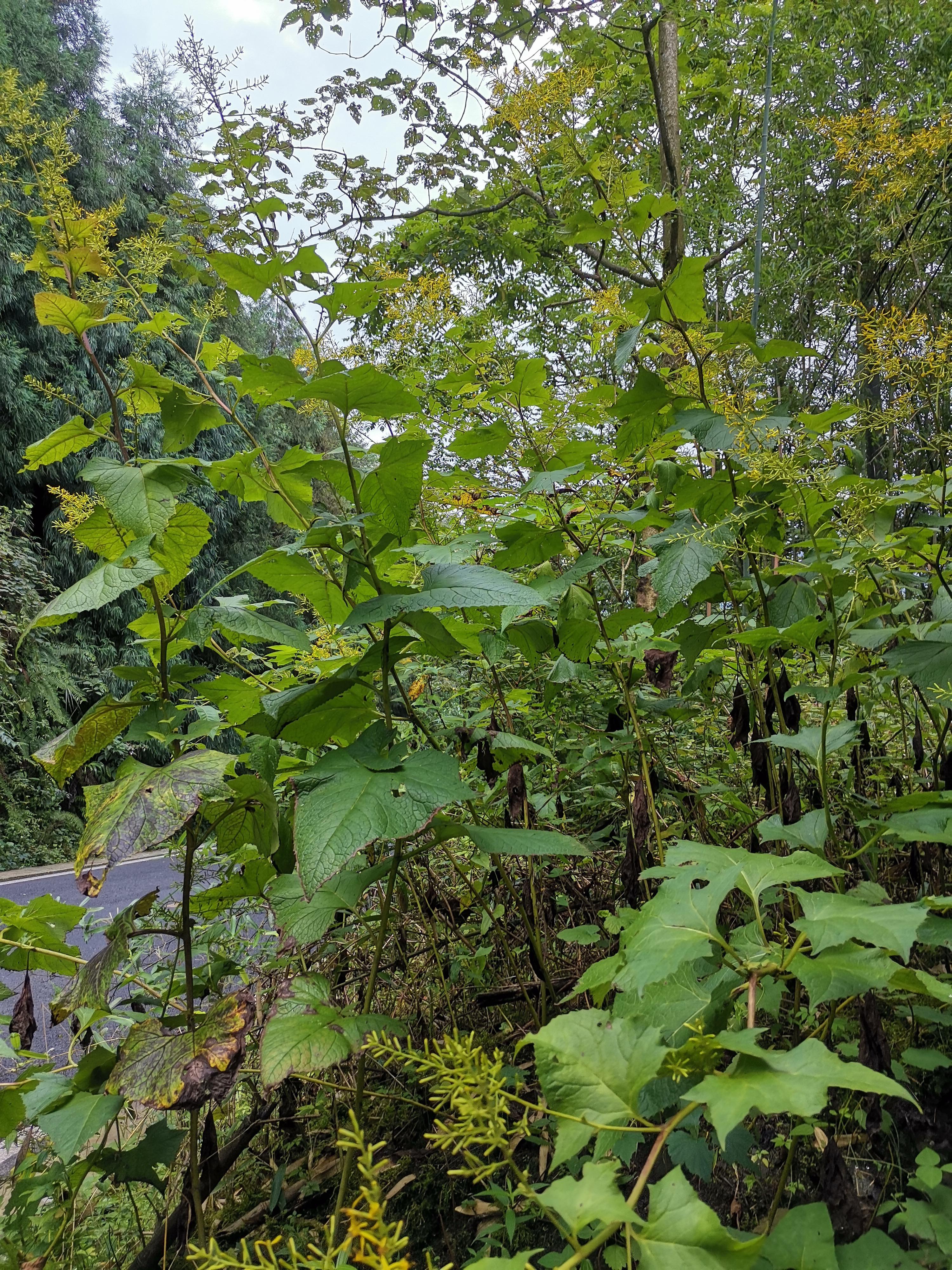 华佗我师 的想法: 华蟹甲开花了 | 华蟹甲(学名:sinacalia tangutica)