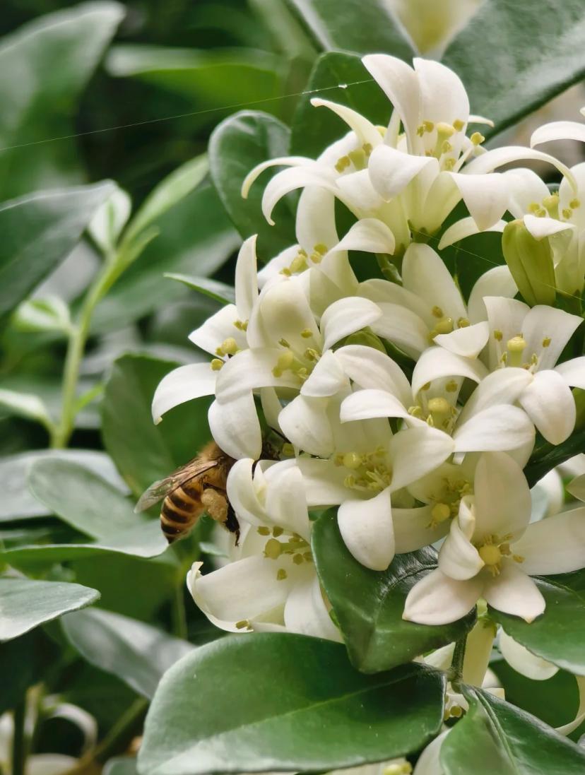 晚香玉晚香玉是石蒜科晚香玉属多年生草本植物晚香玉茎直立不分枝基生