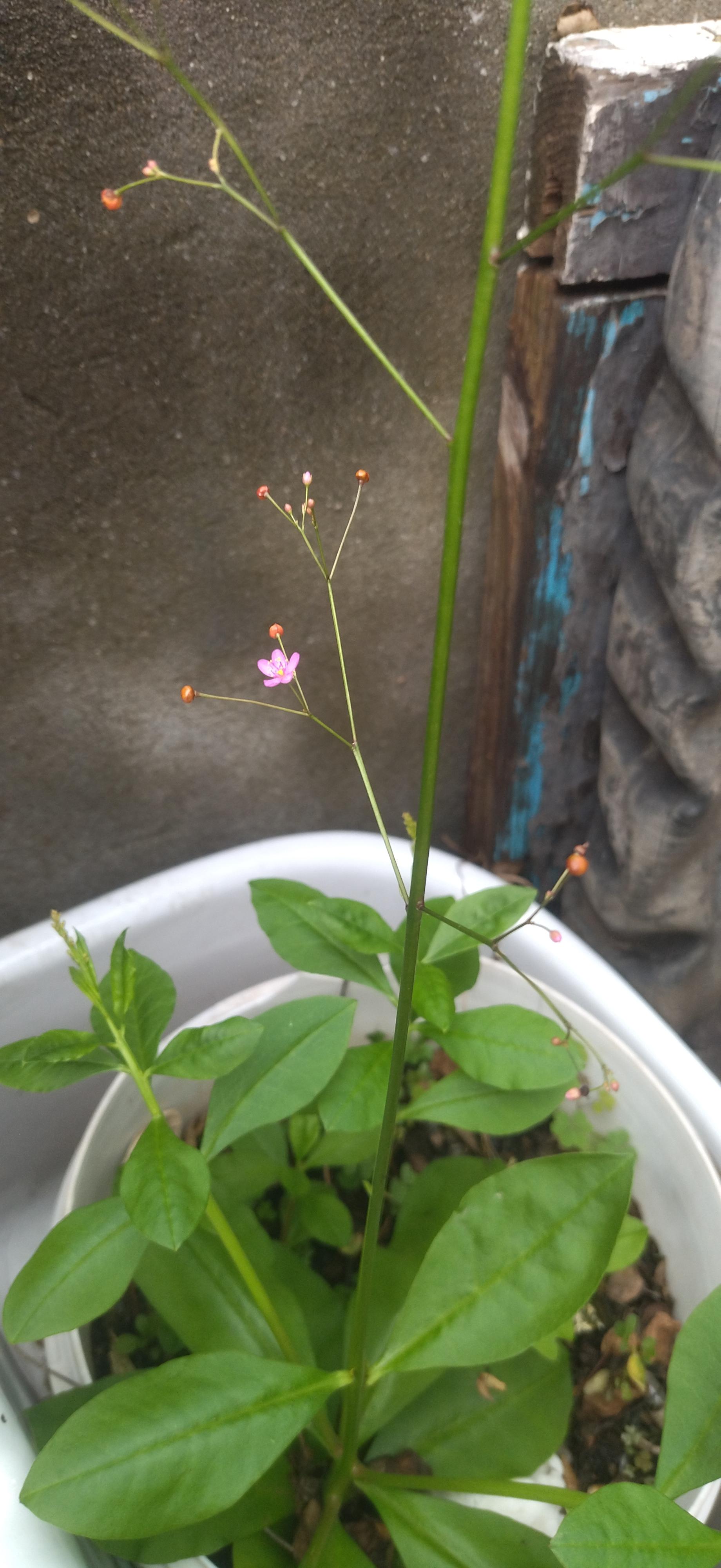 战战兢兢如履薄冰马上又是三伏天这是一年人心最为