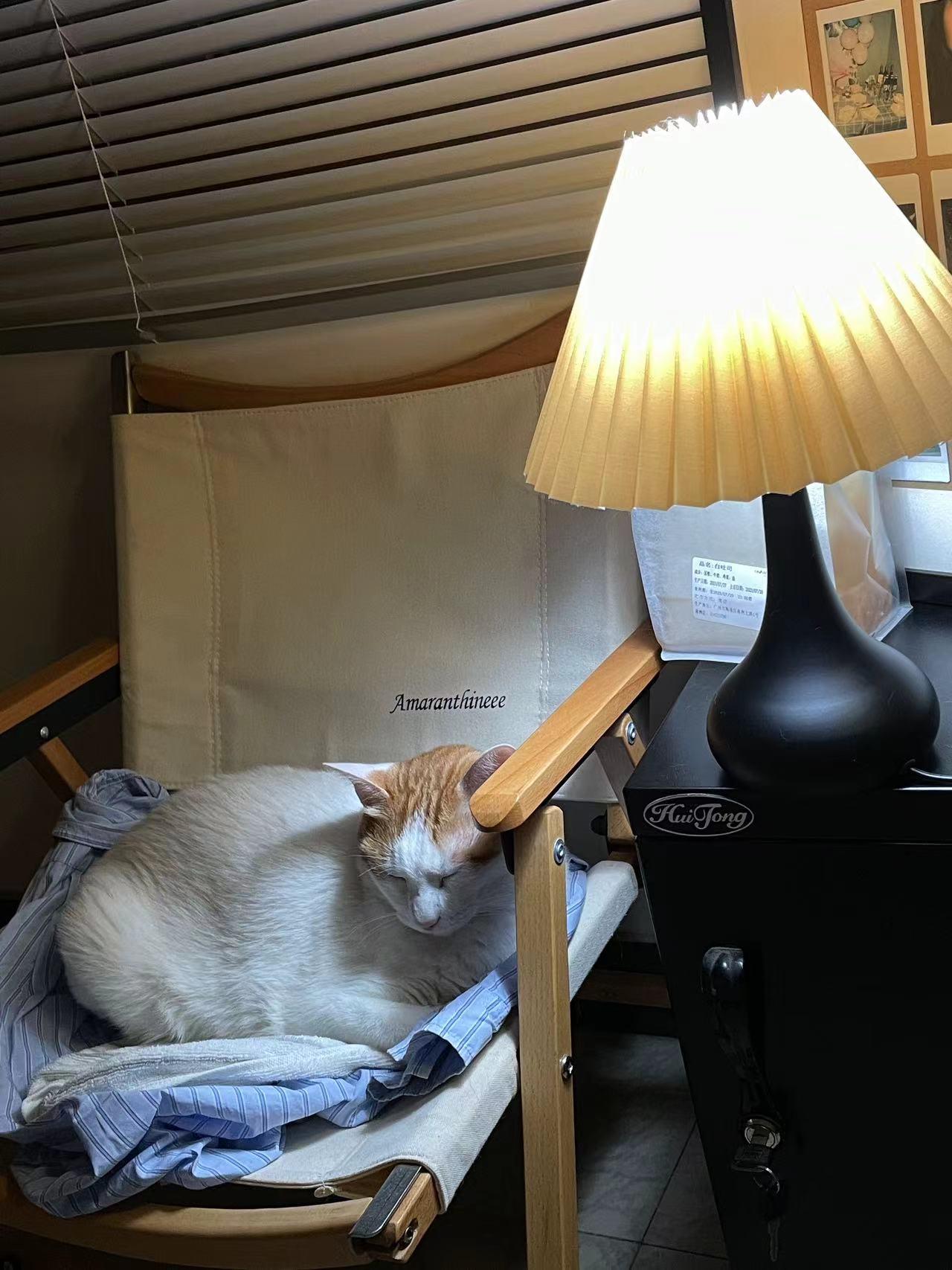 三饺猫 的想法: 睡了,晚安 | #宠物猫 #家有傻猫 - 知乎