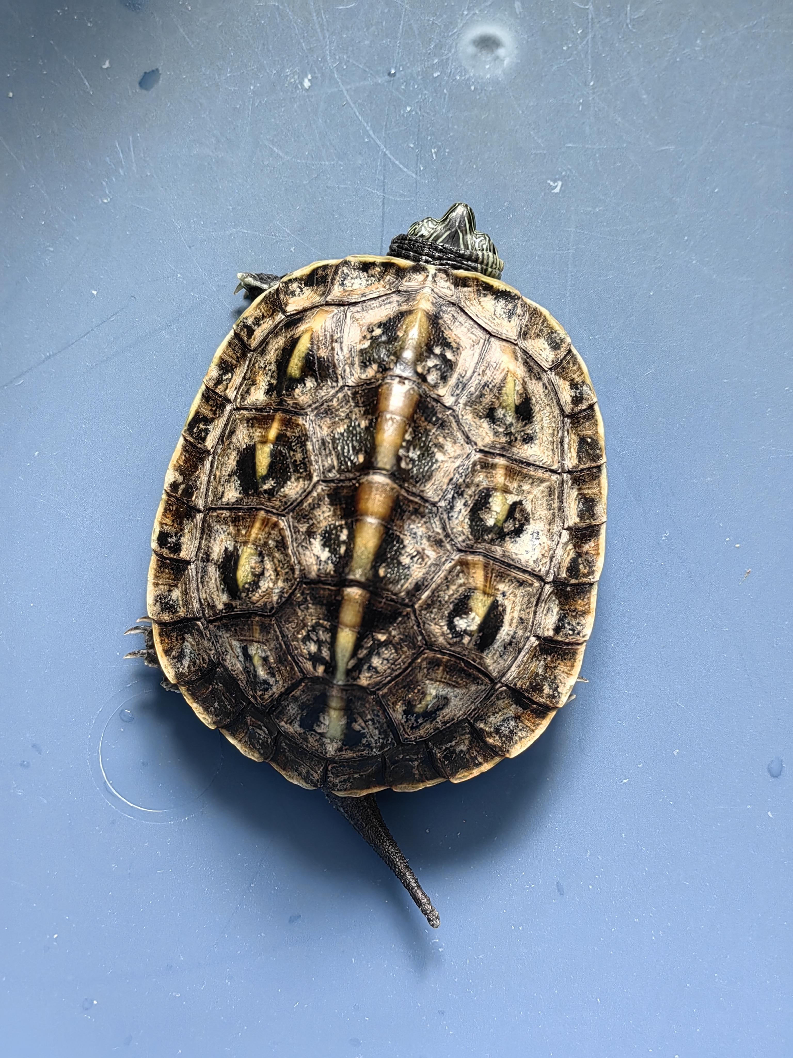 文件传输助手 的想法: 龟友们请问这个是什么,不是