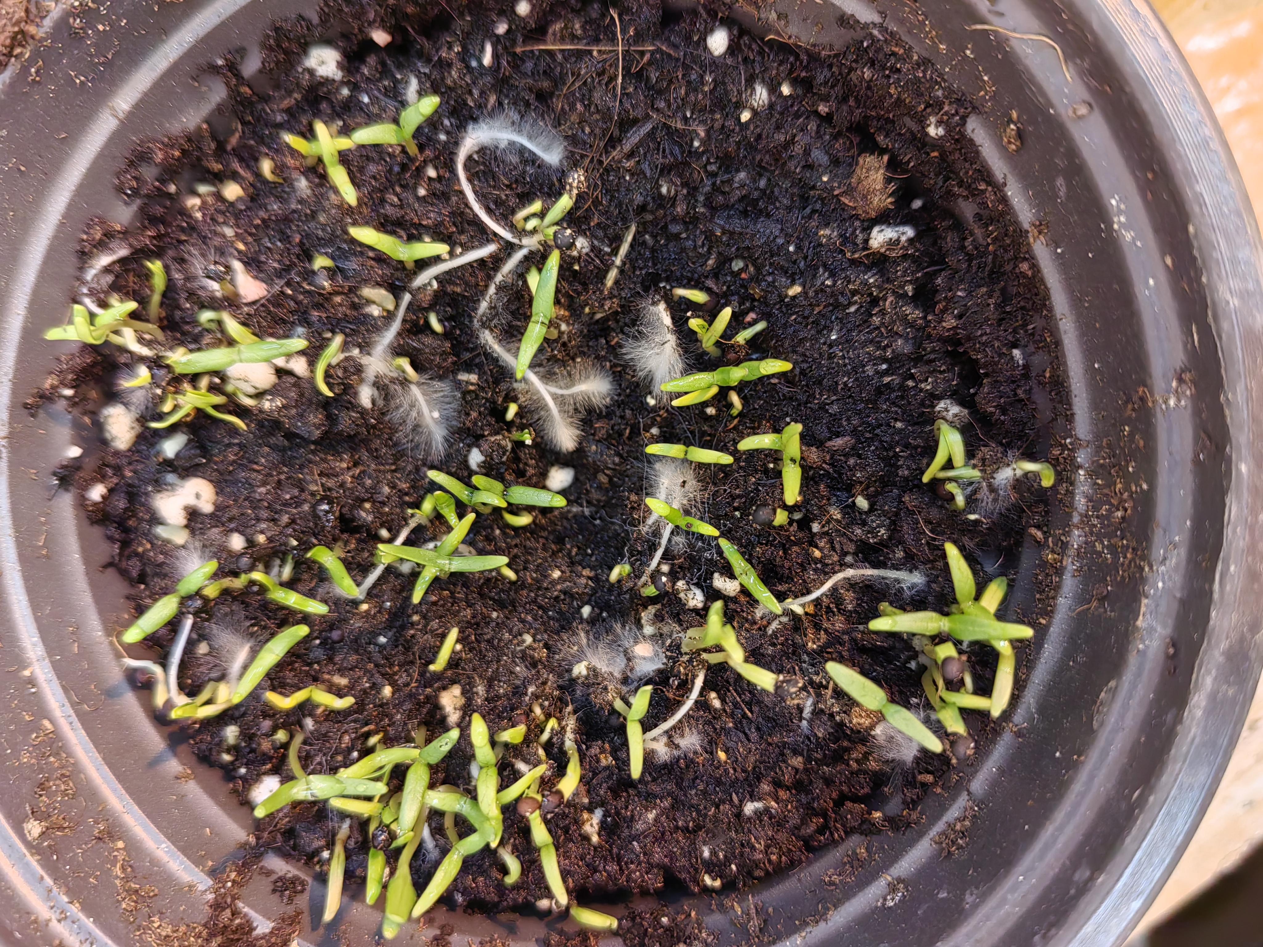 三七 的想法: 满天星