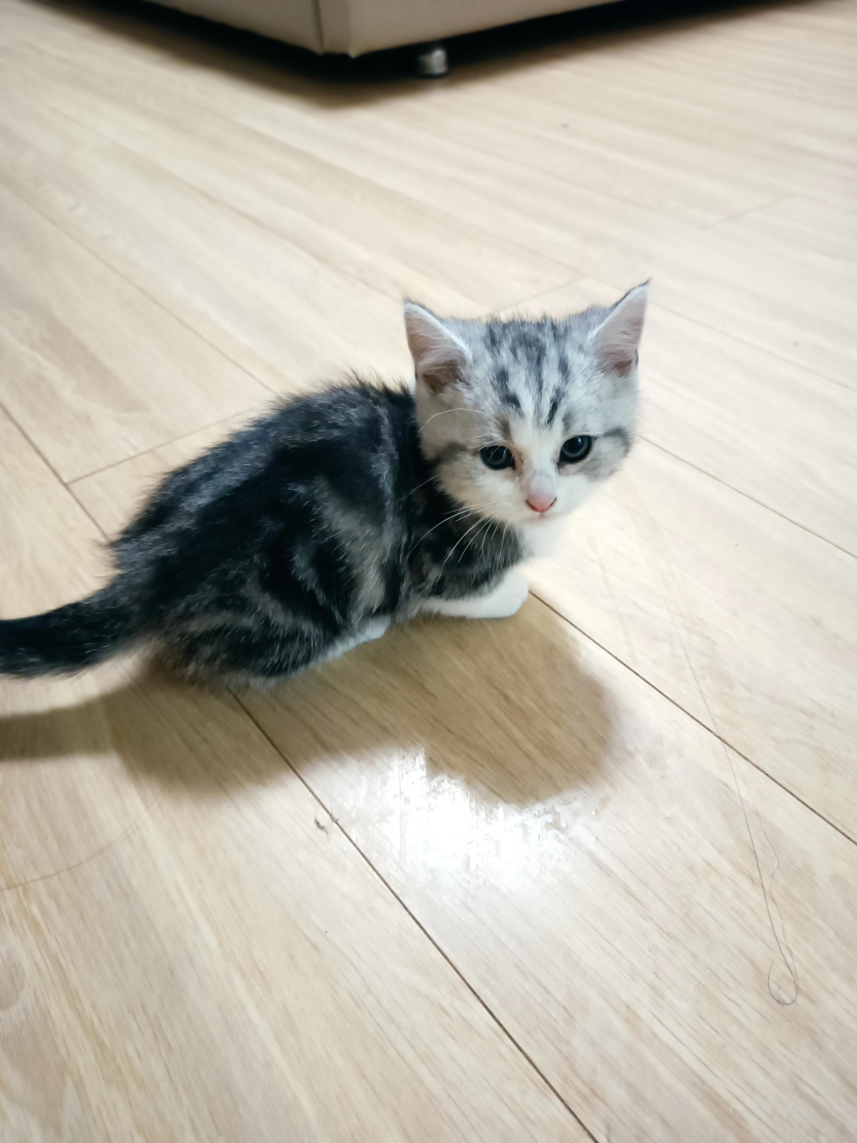 萌猫之旅 的想法: 没头没脑可可爱爱