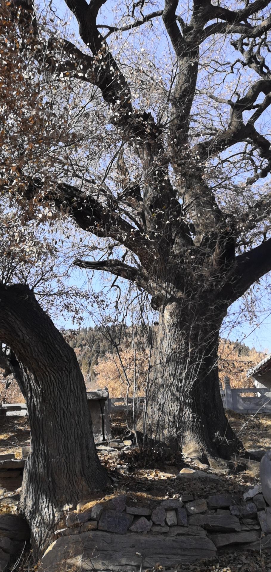 橿子栎树的美,无论从哪个角度来看,都足以令人惊讶与赞叹