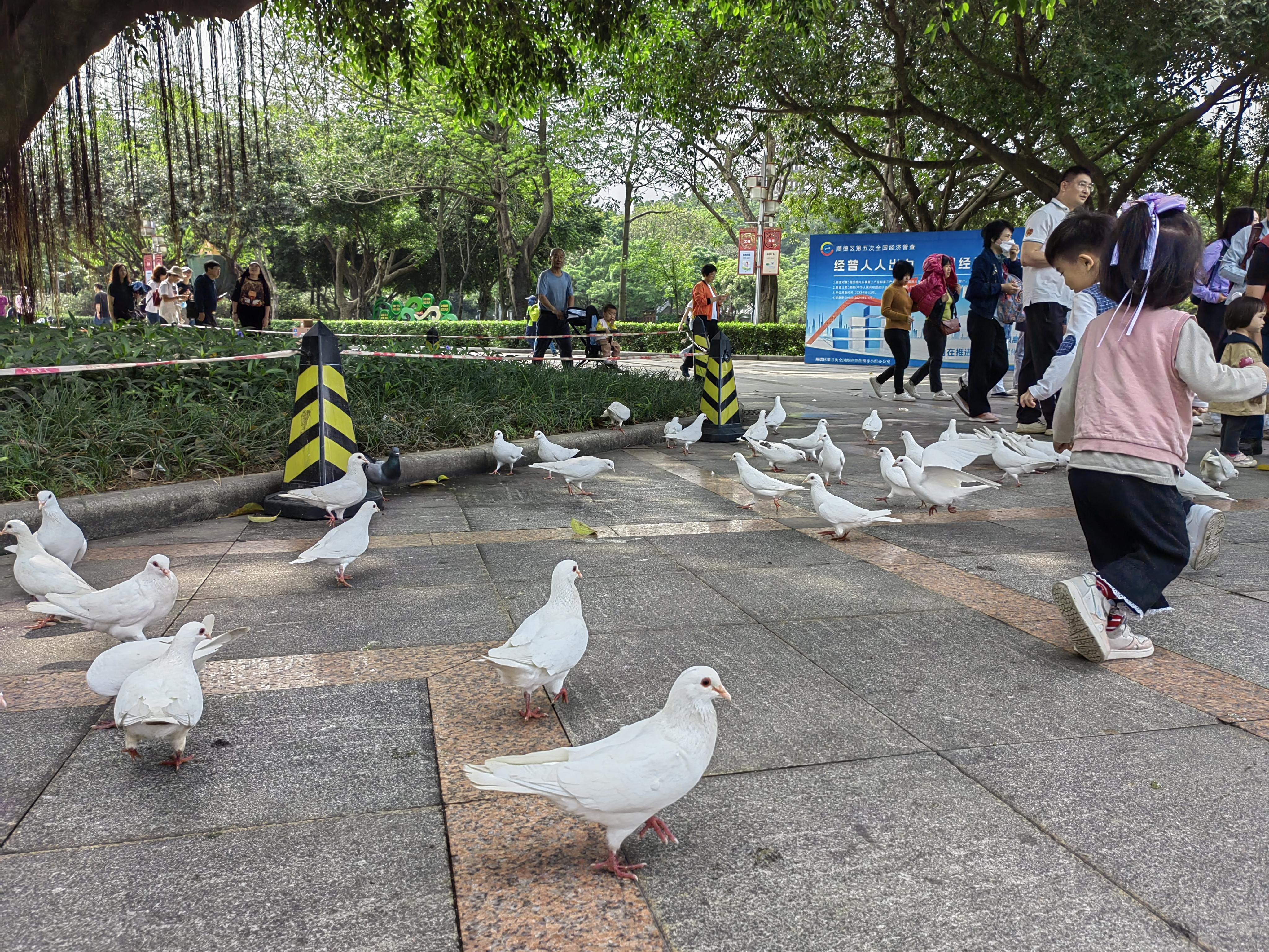今天上午我去到这公园,看到很多人在喂鸽子,鸽子也很亲民,只要给吃