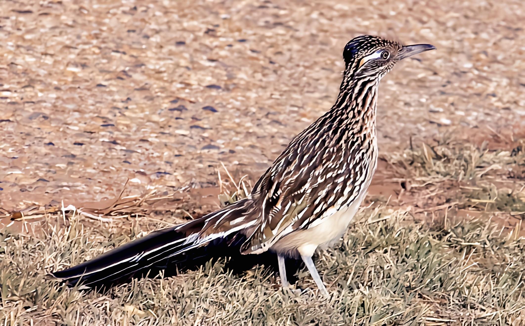 这位造型独特走位风骚的动物是加州走鹃别名跑路鸟,鸟如人名奔跑