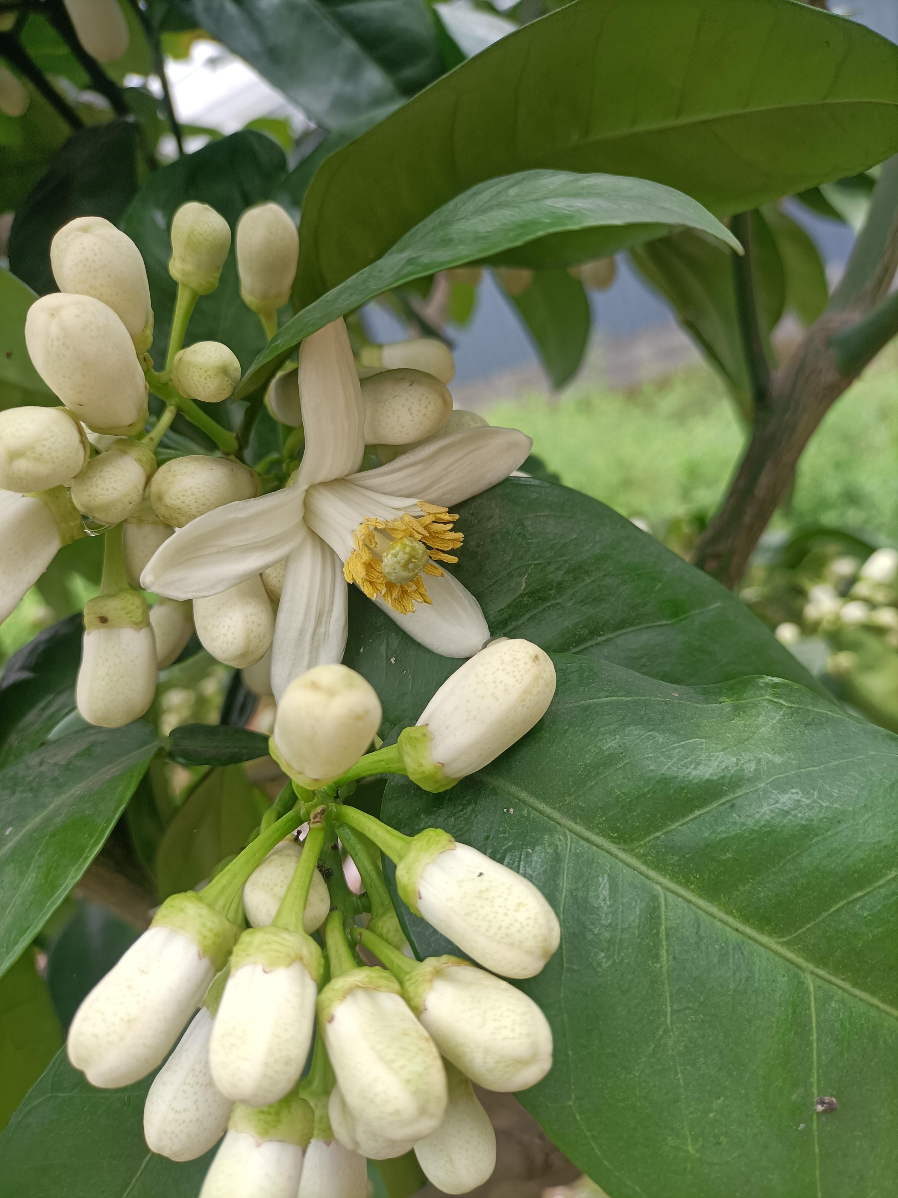 老顽童 的想法: 柚子花 |  br>春光无限好,柚花飘香时.