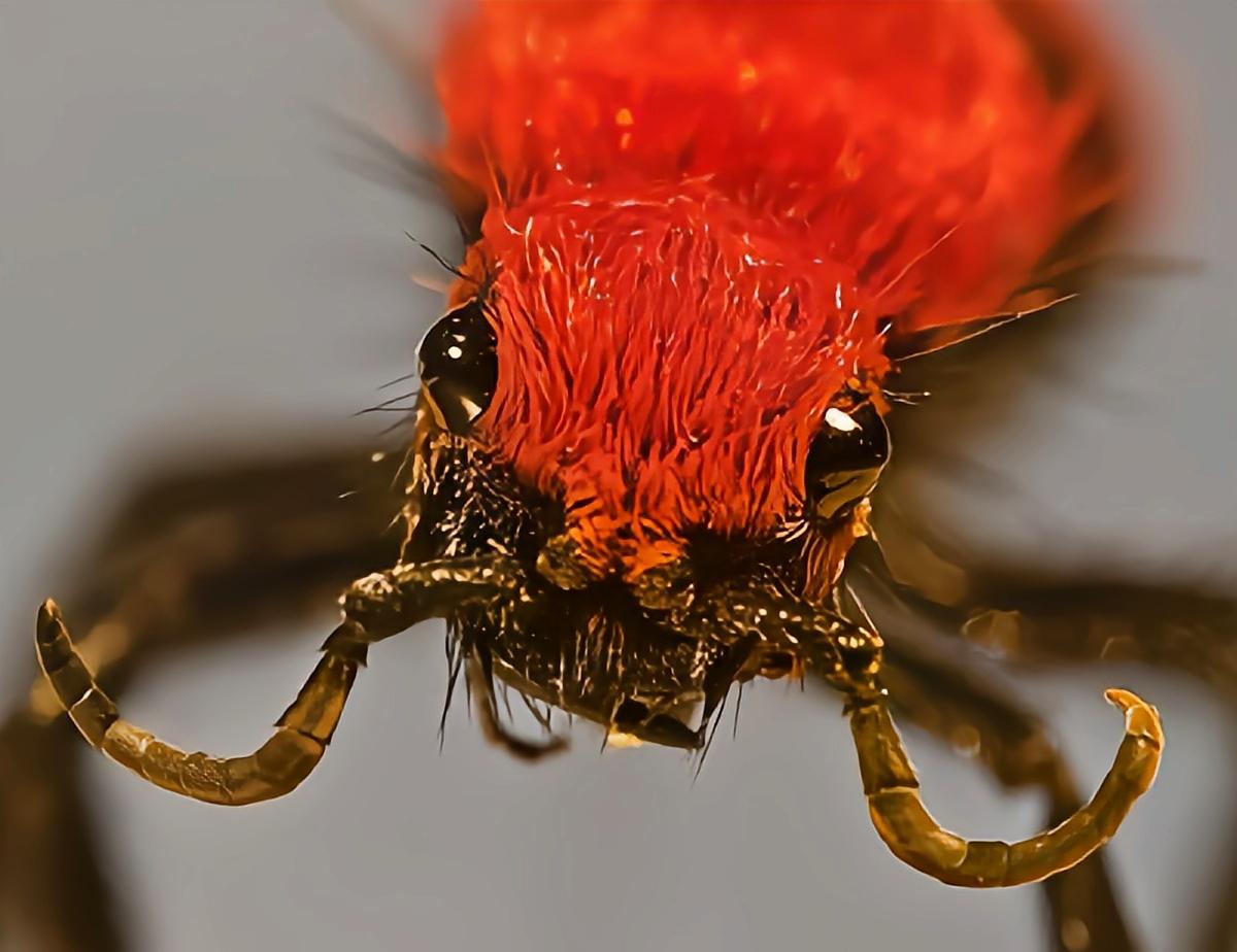 09-08·美国世界蚁王