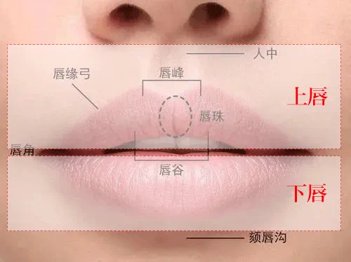 郎赟 的想法: 唇部美学 | 今天给大家科普唇部的亚单位细分,我们的外唇分为上下两个部分(图一),上唇的上界为鼻底,… - 知乎