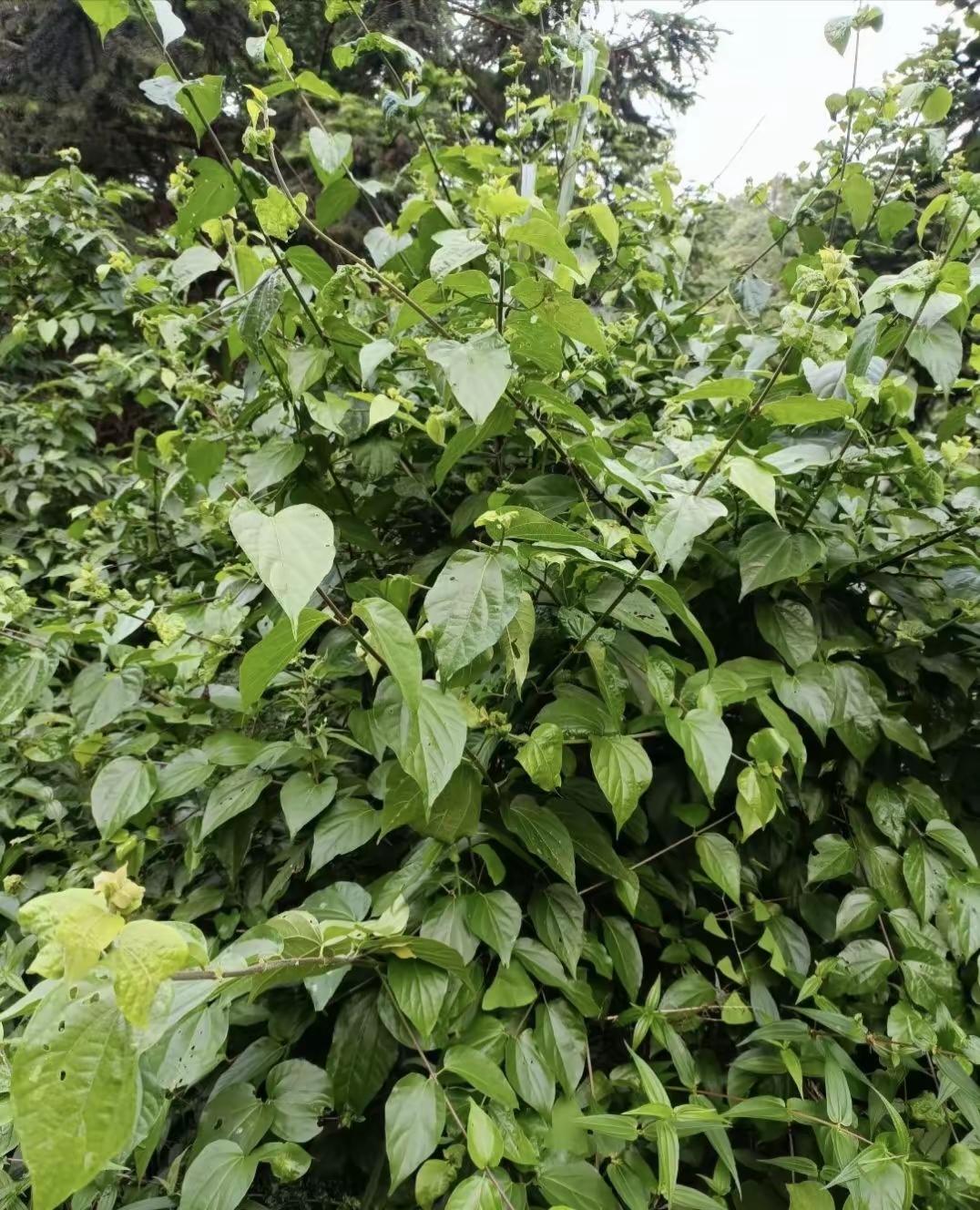 不吃醋 的想法: 斑鸠叶菩萨豆腐<a class="hash