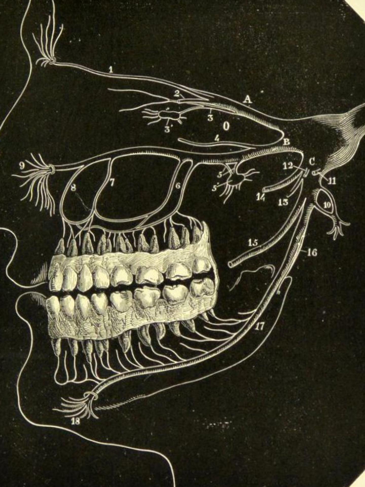 牙神经分布图片牙神经图牙齿神经图牙齿神经牙神经长什么样子图片上牙